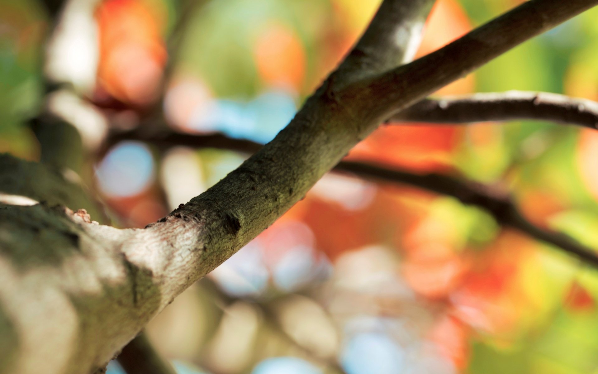 close up tree branch bokeh blur macro background wallpaper widescreen full screen hd wallpapers fullscreen