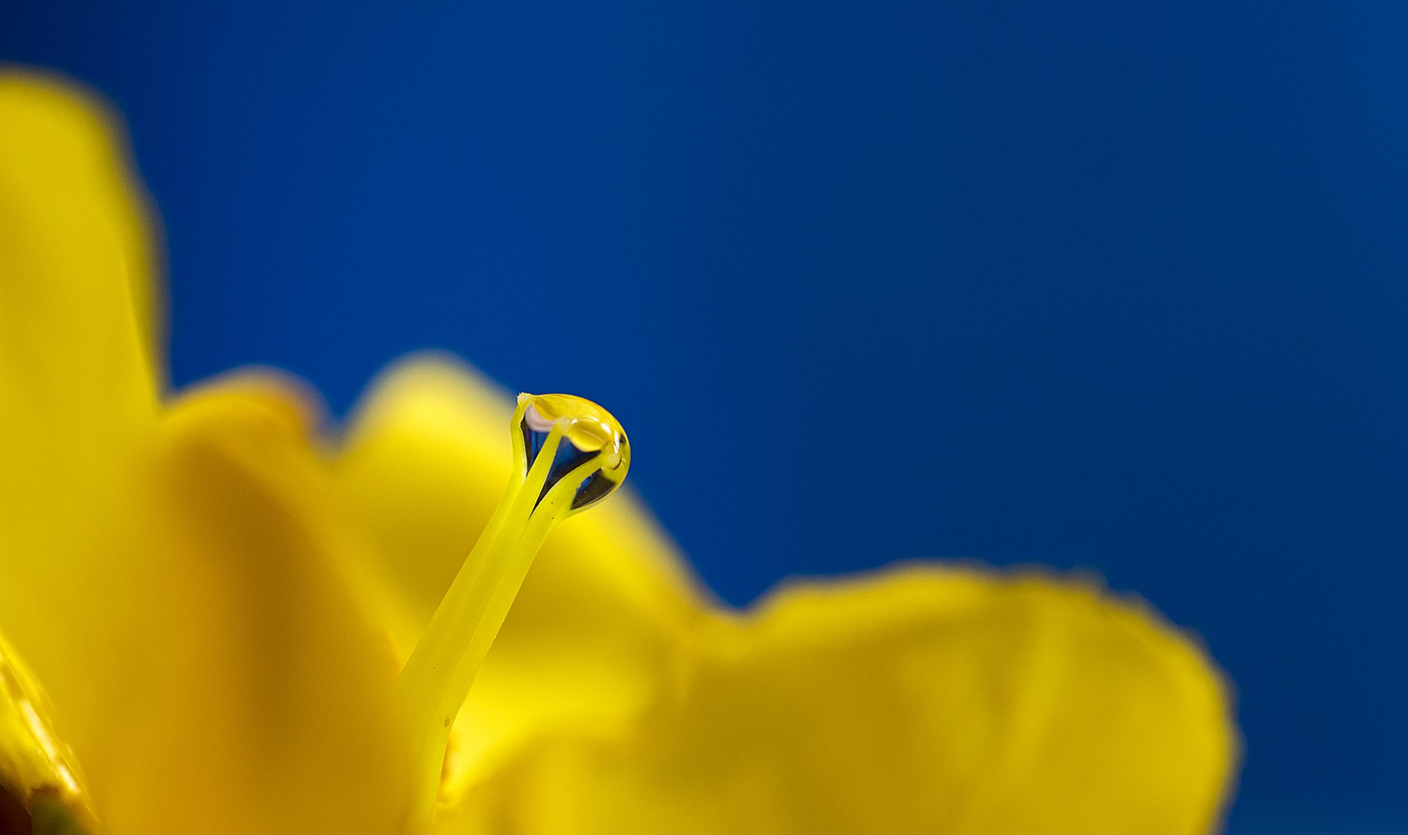 goutte fleur rosée pistil