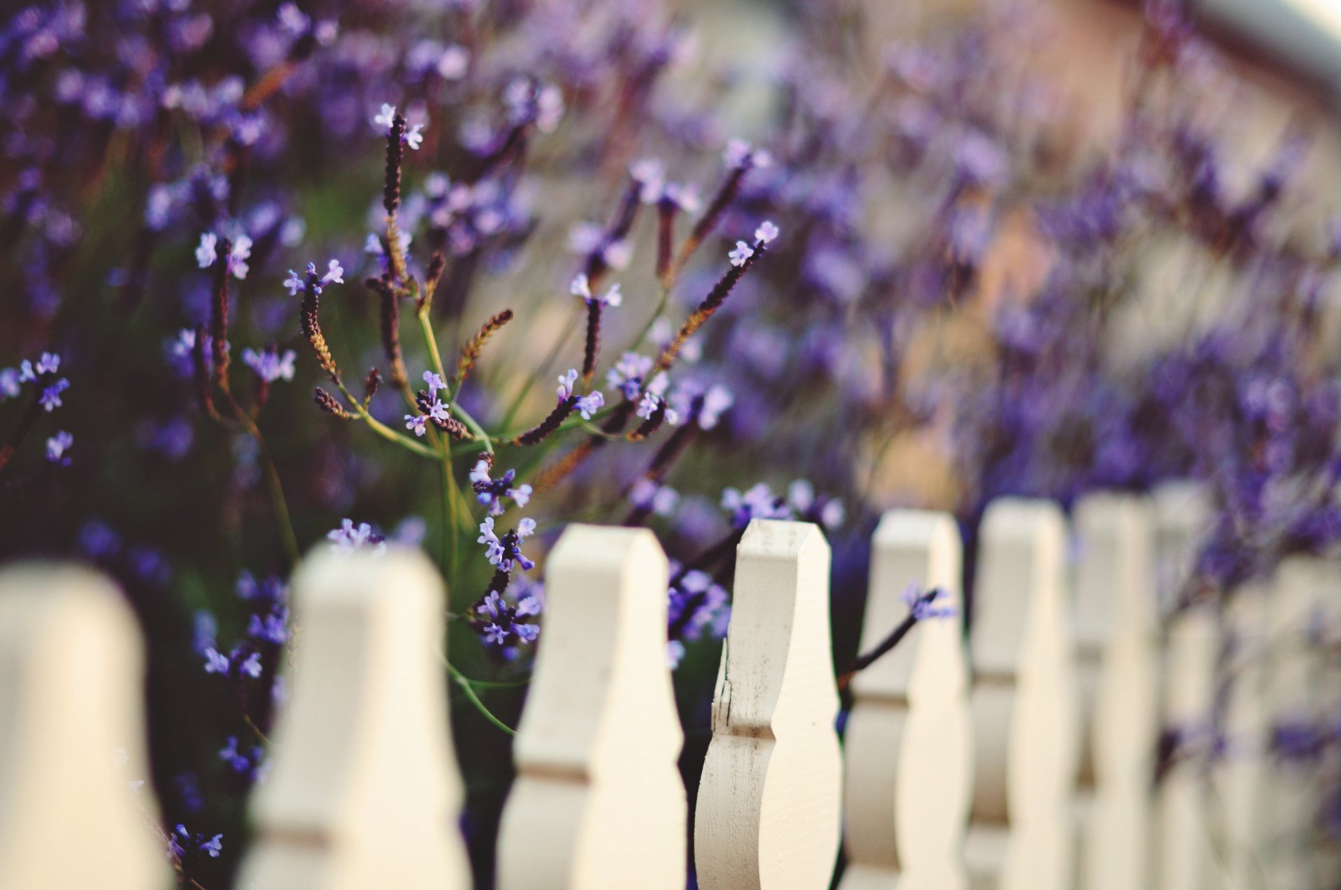 macro fence fence fencing white macro flowers flowers purple blur background wallpaper widescreen fullscreen widescreen widescreen