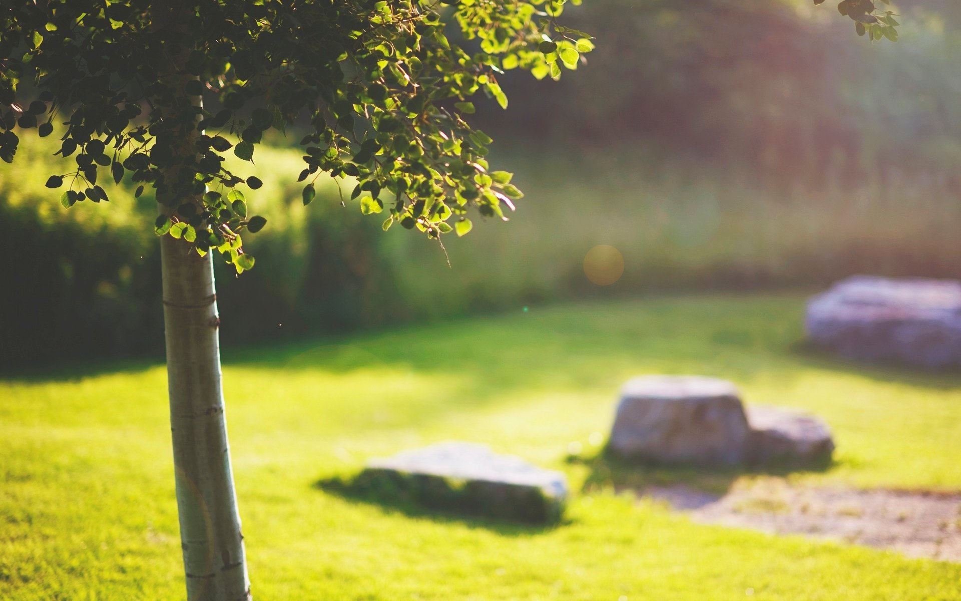 macro tree trees trunk leaves leaves leaves grass greenery stones sun background wallpaper widescreen fullscreen widescreen widescreen