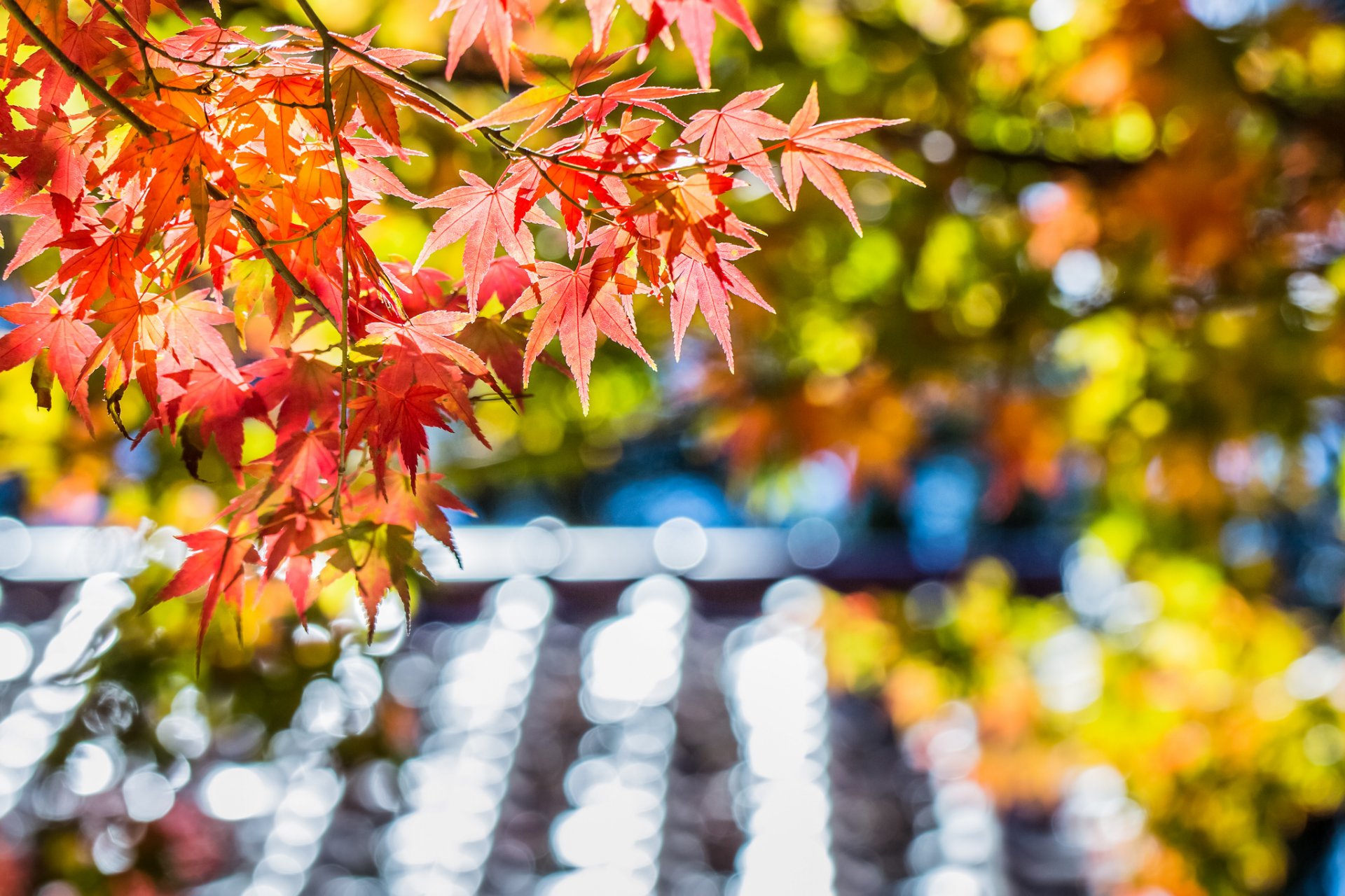 maple red leaves tree autumn close up reflections focus blur