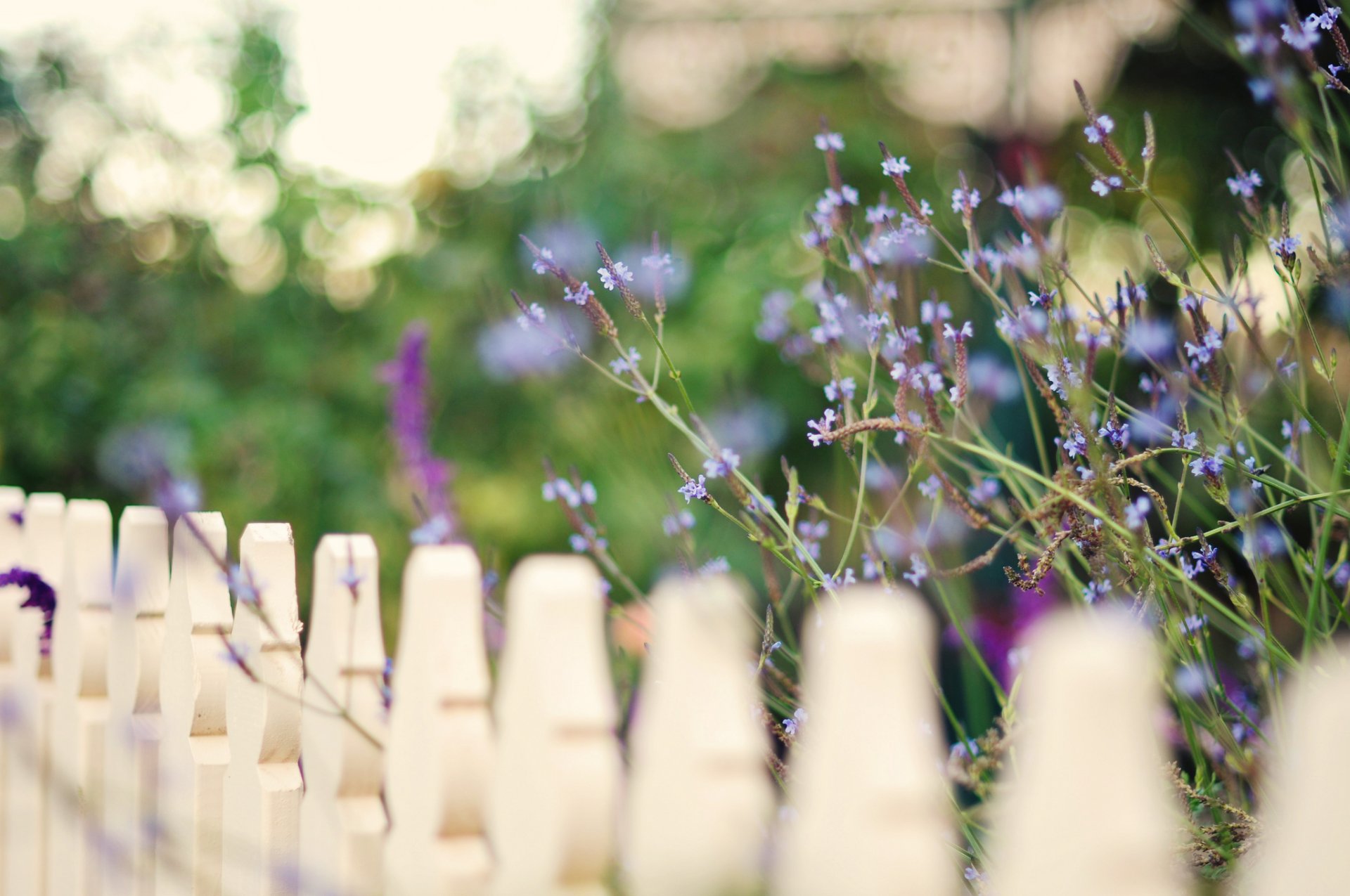 macro macro flower flowers fence gate fence fence bokeh blur background wallpaper widescreen fullscreen widescreen widescreen