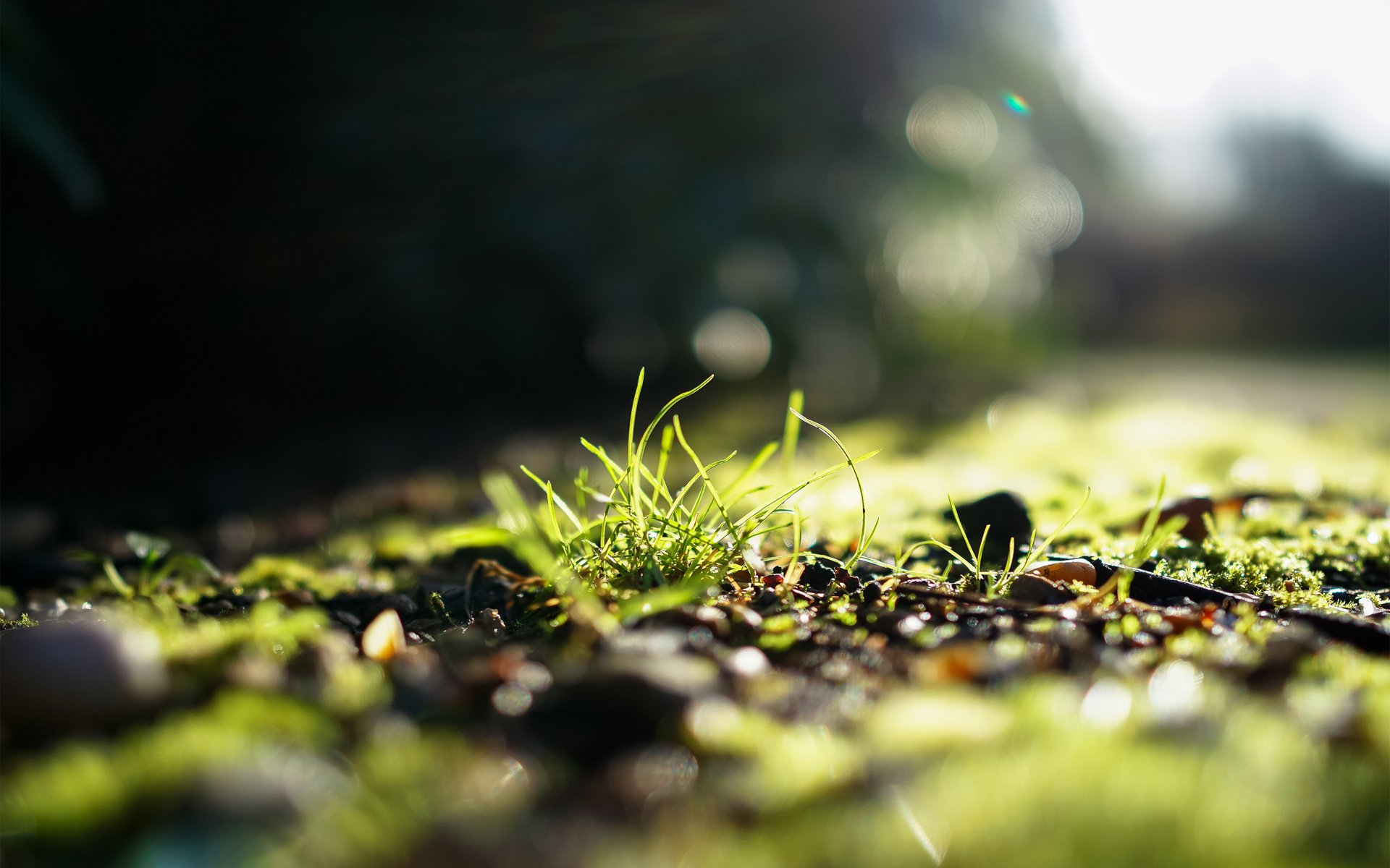 gras sonne licht grüns fokus