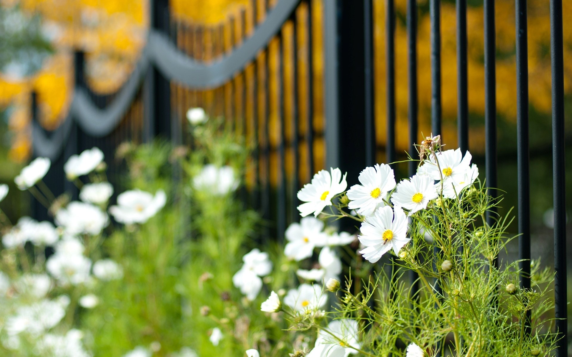 macro fiori recinzione cancello recinzione fiori bianco verde vegetazione pianta sfocatura carta da parati widescreen schermo intero widescreen sfondo widescreen