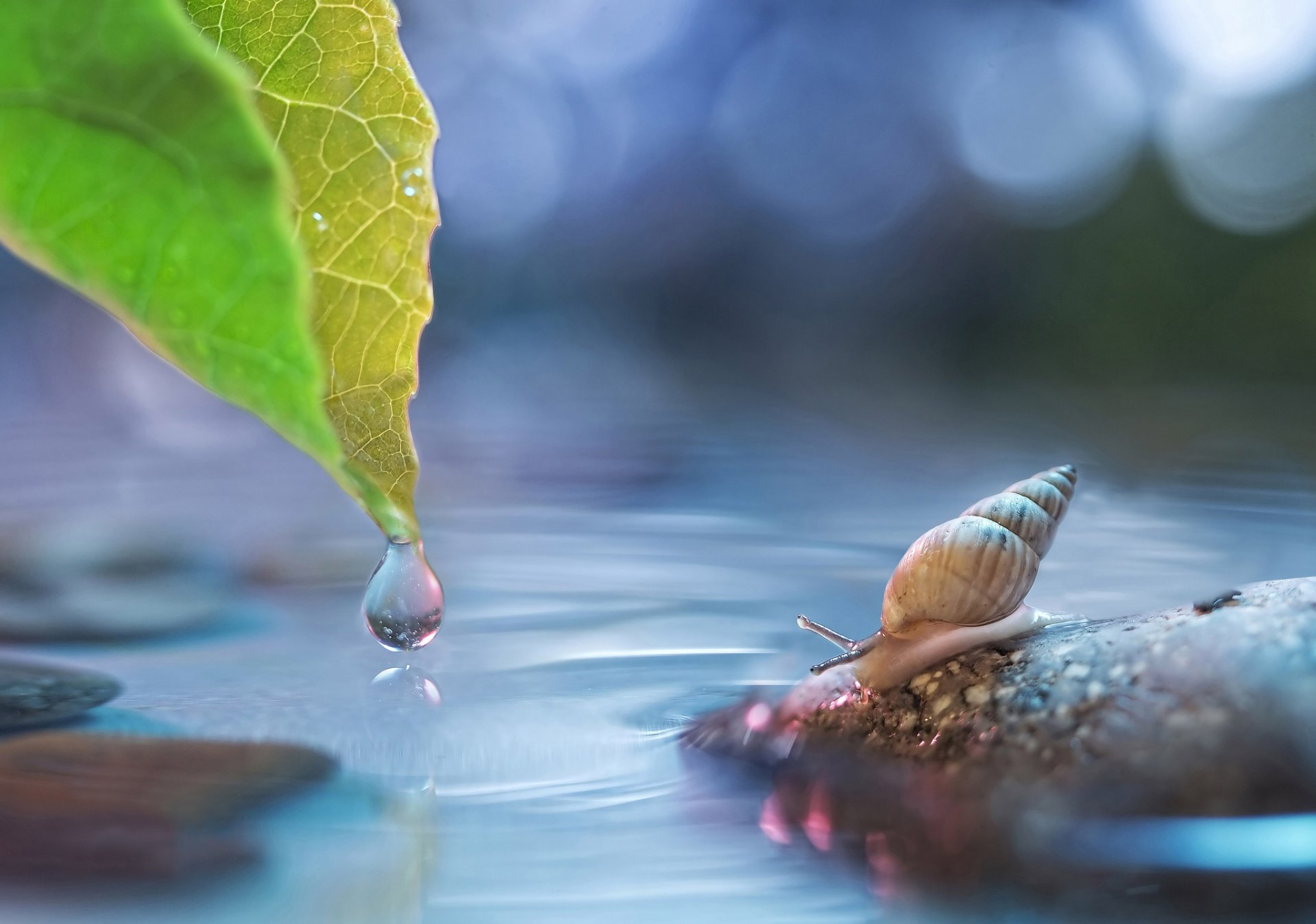 лист капля вода камень улитка блики