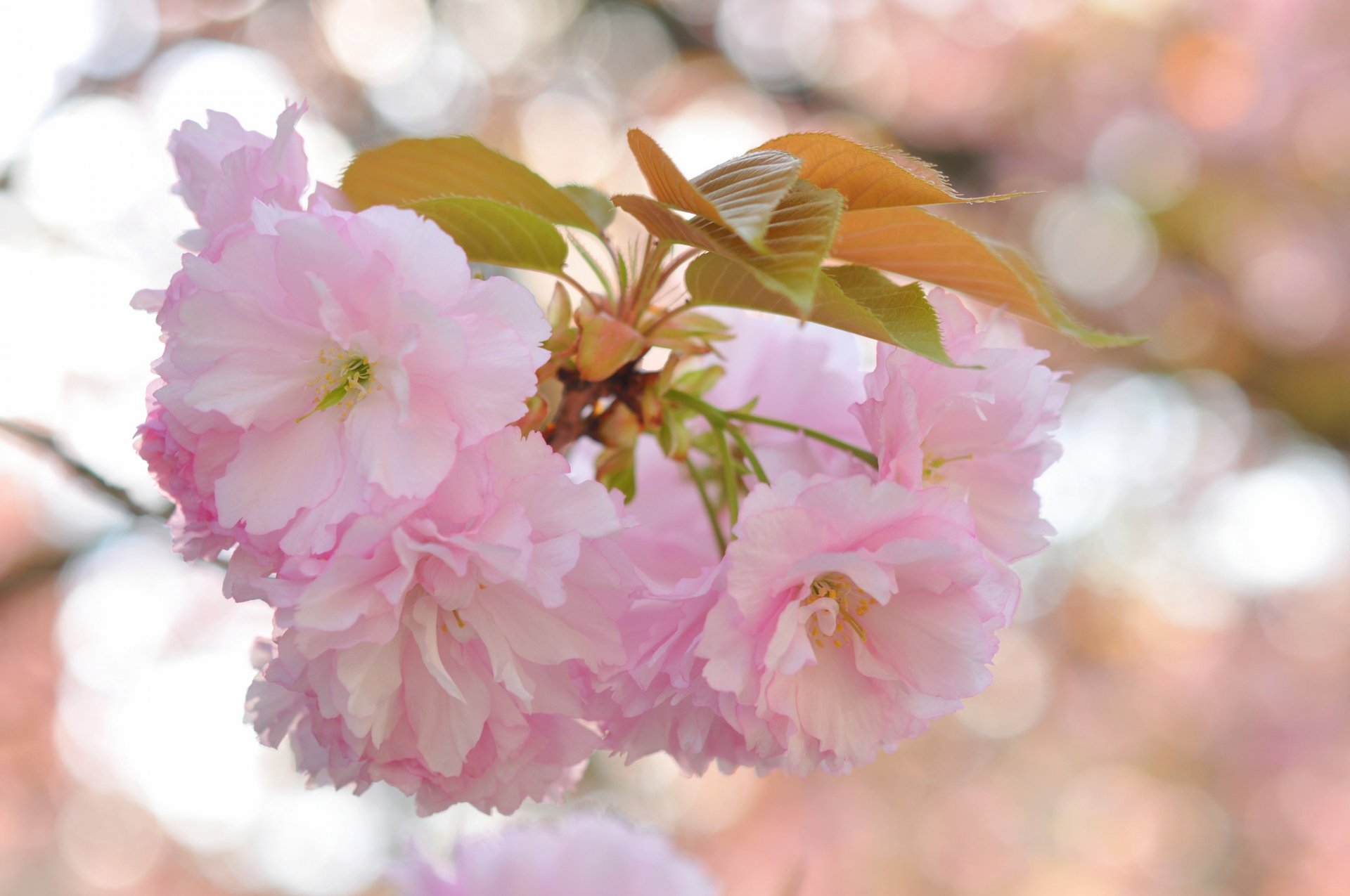 ramo foglie fiori rosa sakura luci sfondo