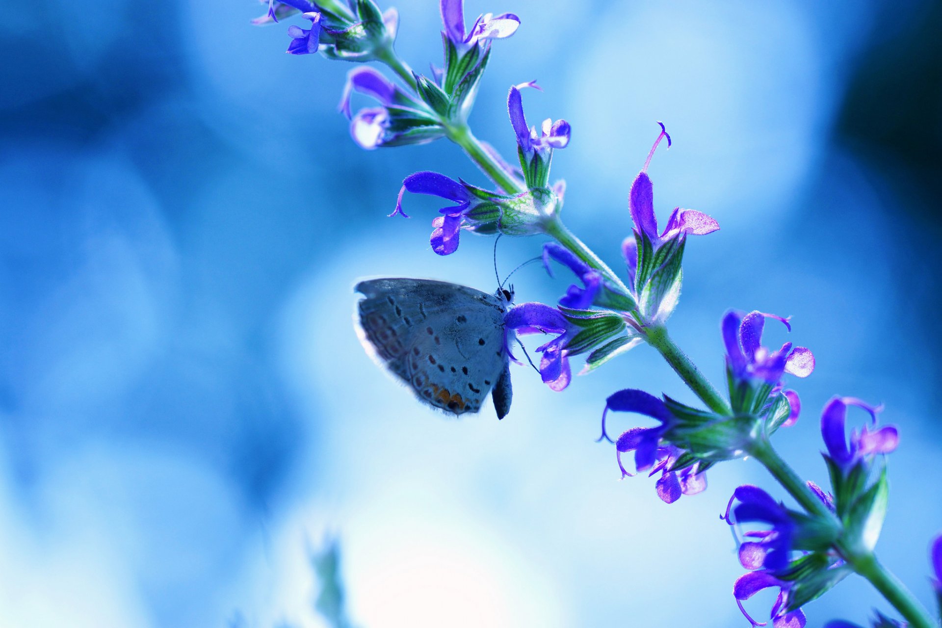 flor azul mariposa resplandor fondo