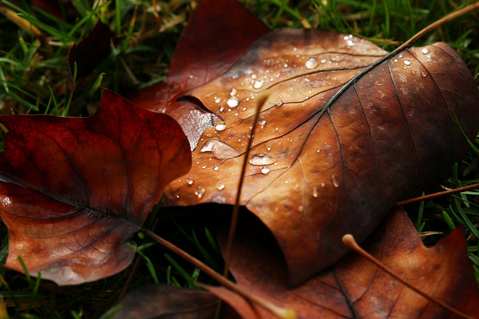 makro liść liść liście kropla woda rosa makro liść zostaw krople natura jesień