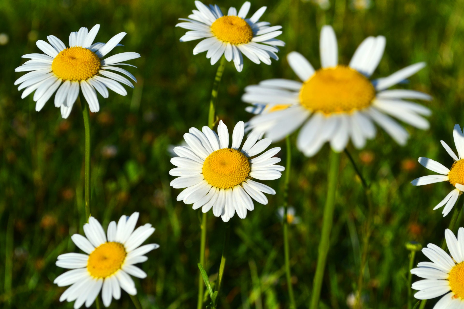 chamomile flower beautiful spring bloom fragrance the field field