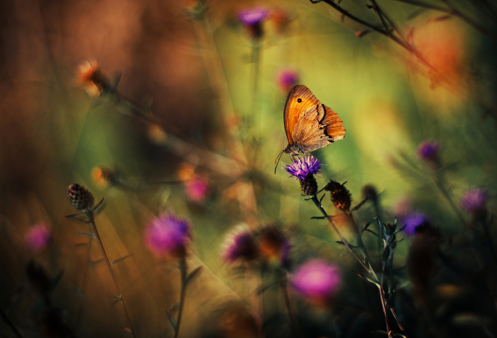 pflanzen gras blumen schmetterling hintergrund