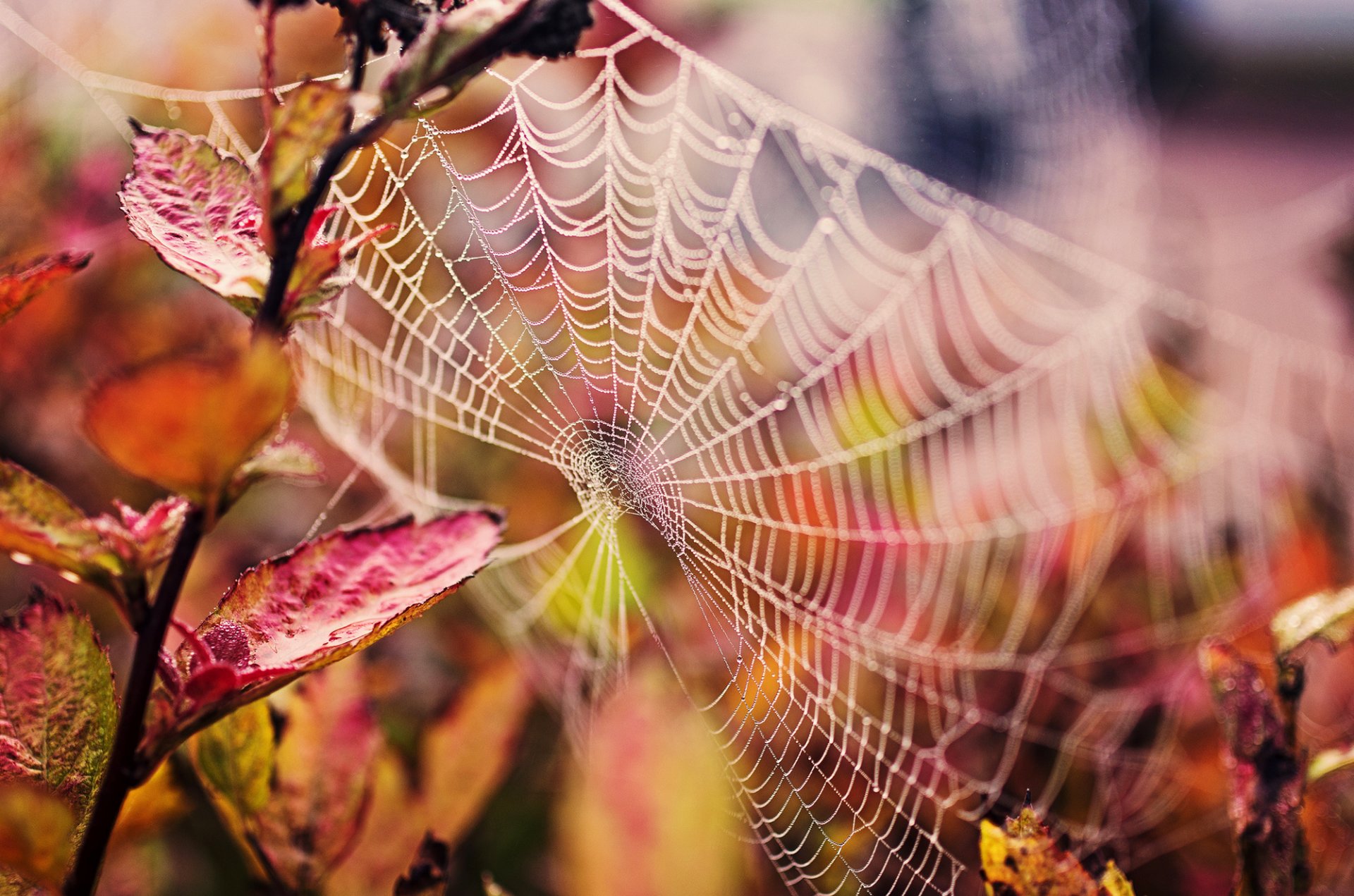 web drops leaves branch nature autumn close up