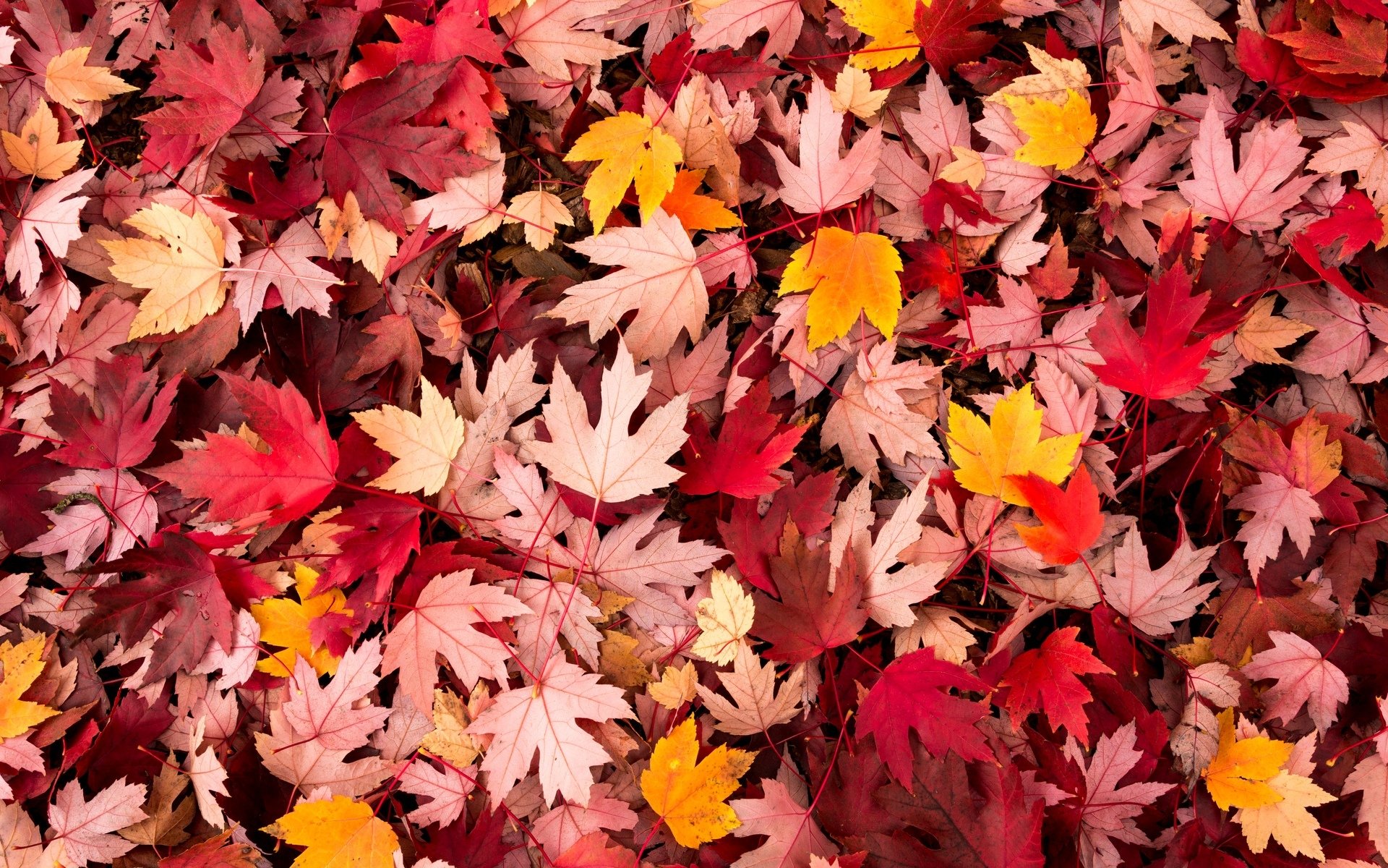 macro feuilles folioles automne laisser macro chute des feuilles fond papier peint écran large plein écran écran large écran large