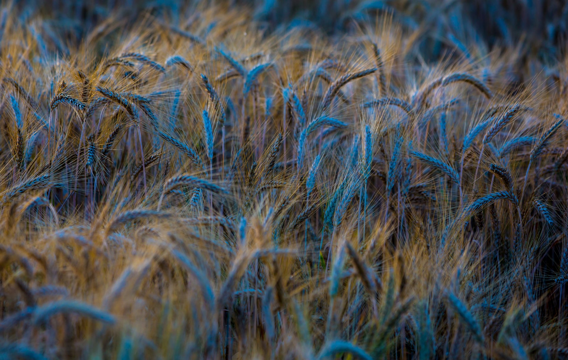 makro natur weizen roggen ohren ährchen feld blau hintergrund tapete widescreen vollbild widescreen widescreen