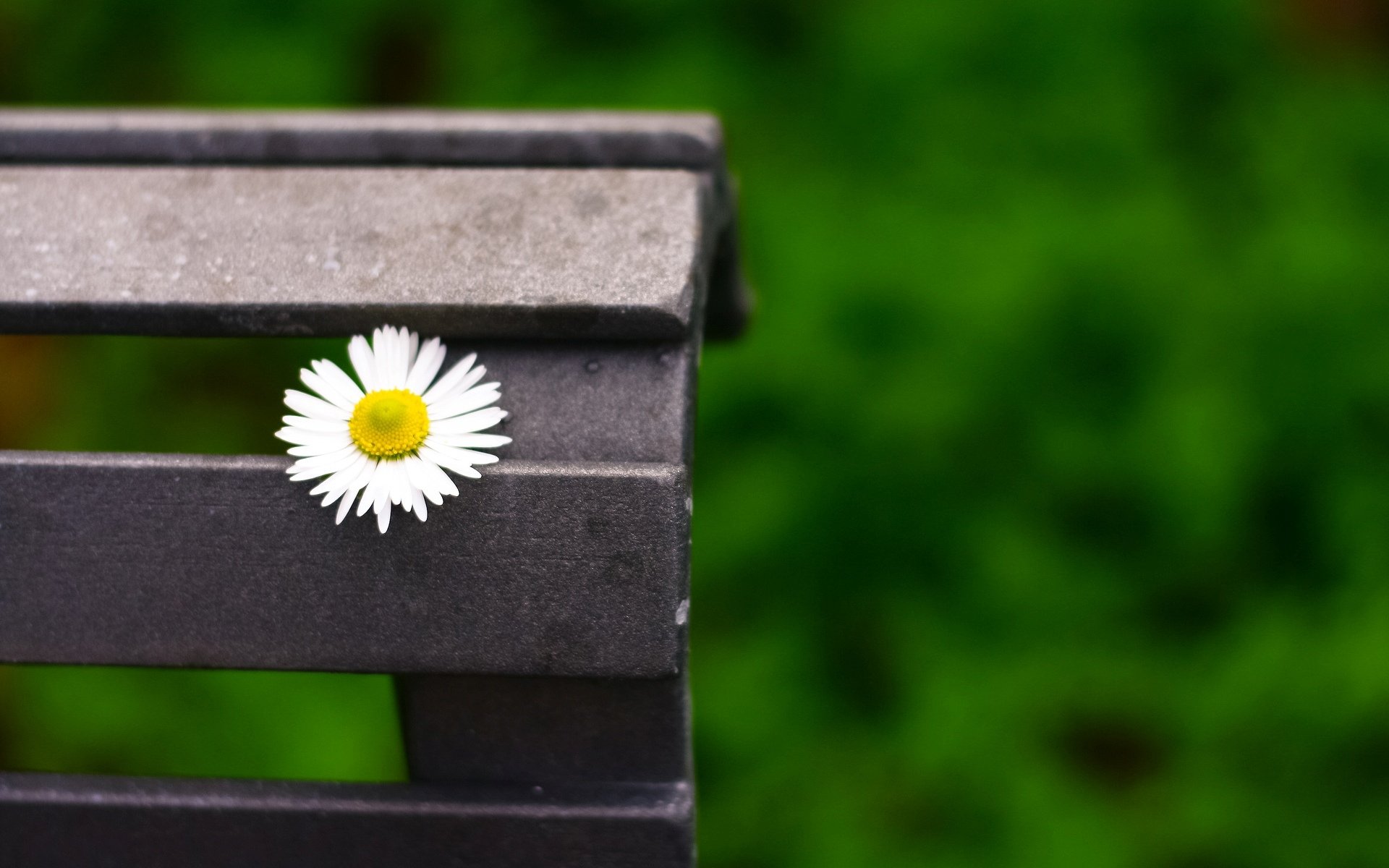 macro chamomile flowers flower flower bench bench bench green blur background wallpaper widescreen fullscreen widescreen widescreen