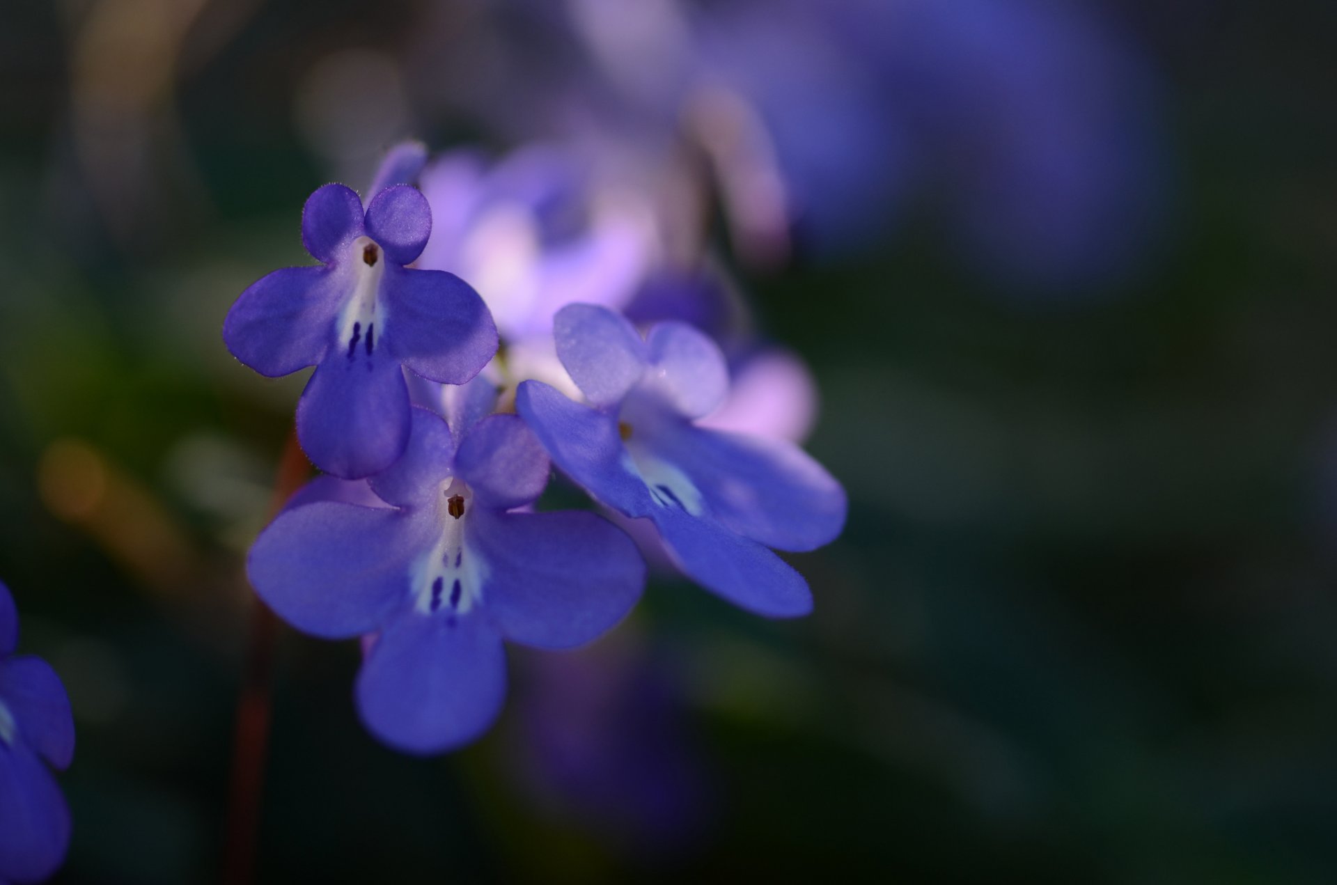 fleurs bleu pétales macro mise au point