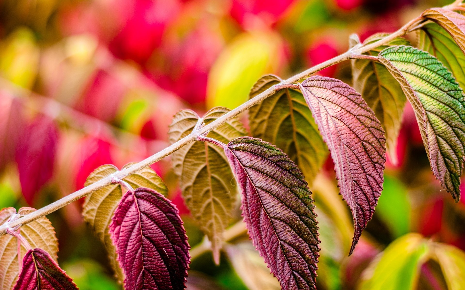 close up leaf leaves blur background wallpaper widescreen full screen hd wallpapers fullscreen