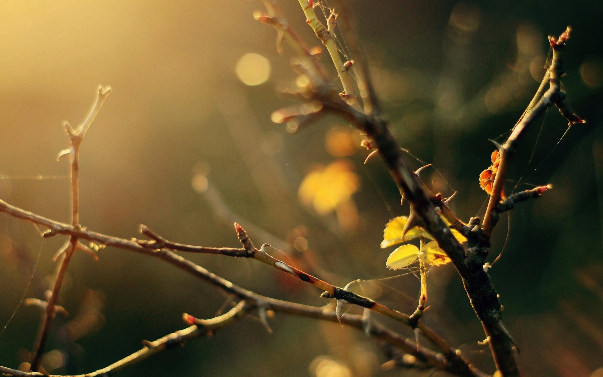 macro branches tree trees leaf yellow leaves web blur background wallpaper widescreen fullscreen widescreen widescreen