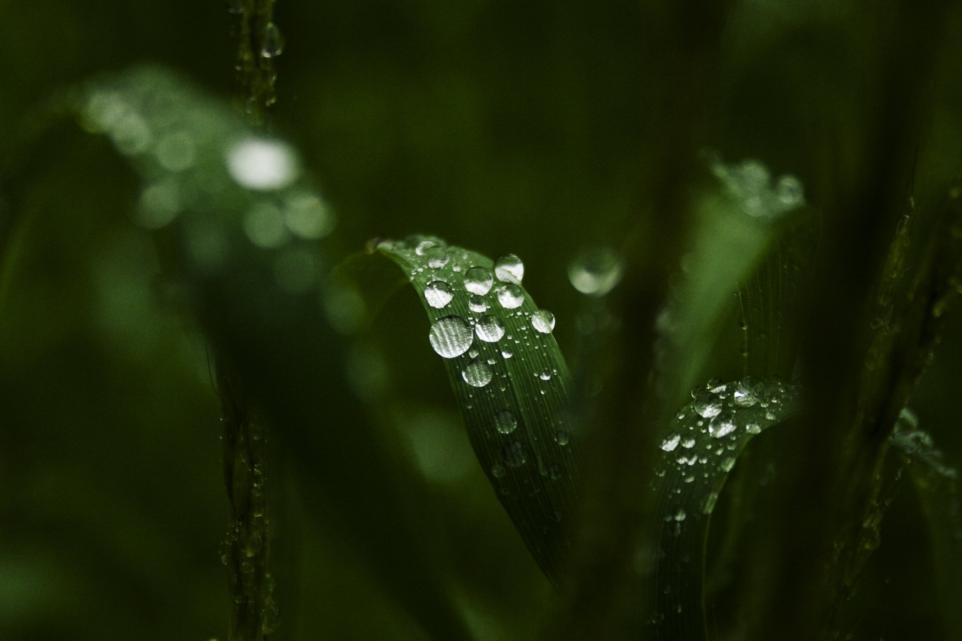 makro blätter blätter grün wasser tropfen tau hintergrund tapete widescreen vollbild widescreen widescreen