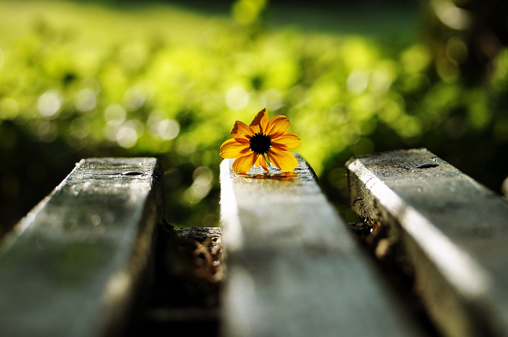 banc fleur jaune éblouissement