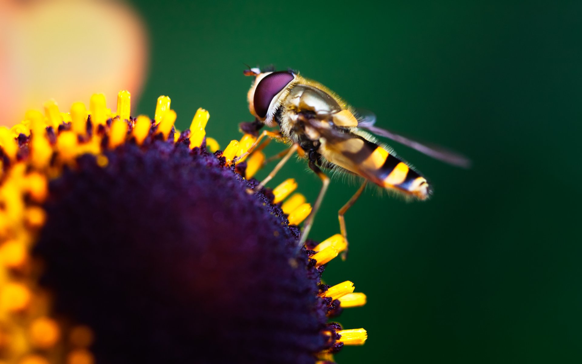 macro flor insecto pinturas bokeh macro colores 2560x1600