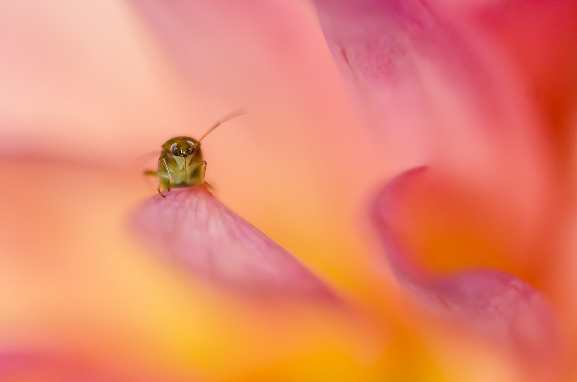 fiore rosa-arancio petali insetto antenne zampe