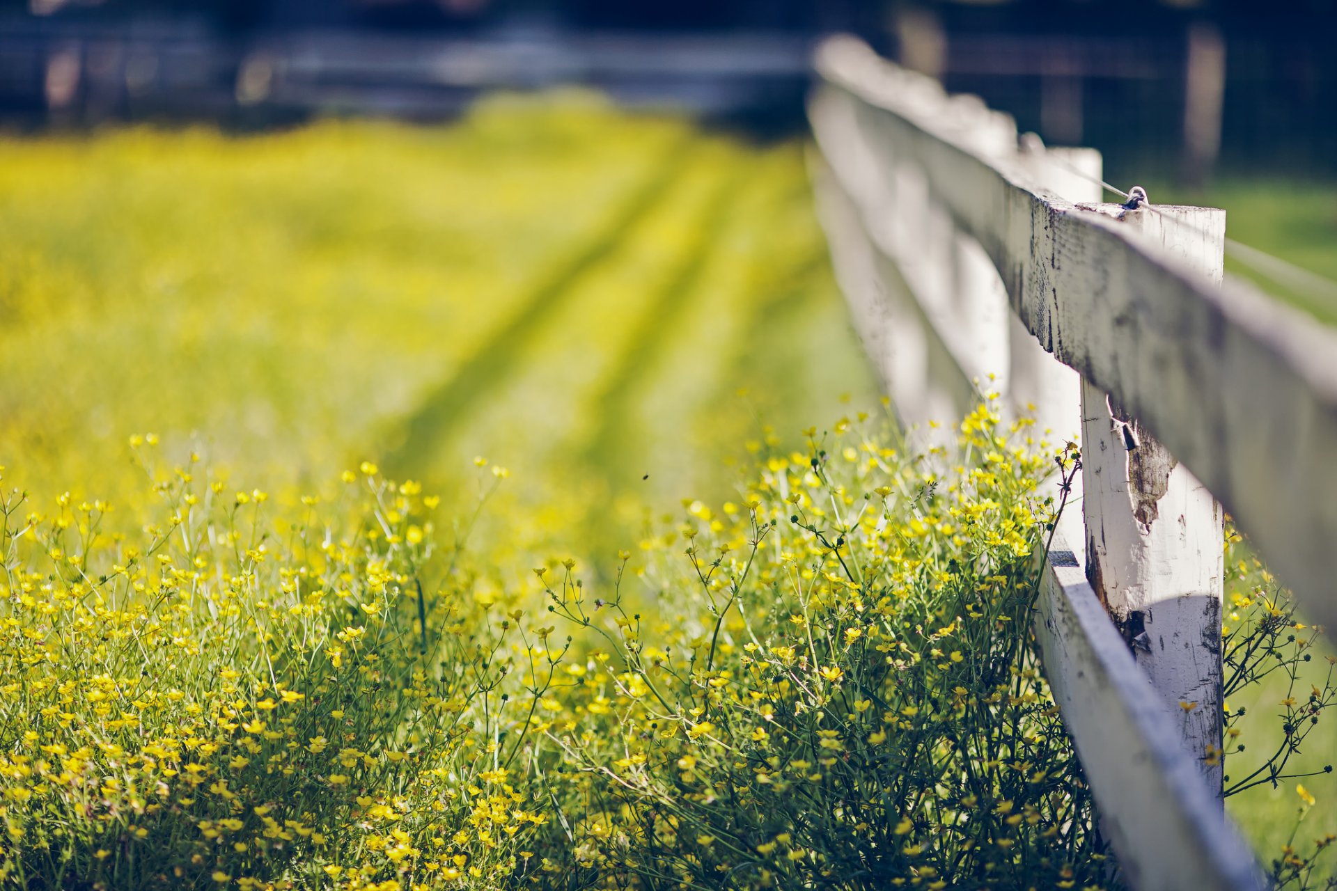 makro bokeh gras blumen sommer