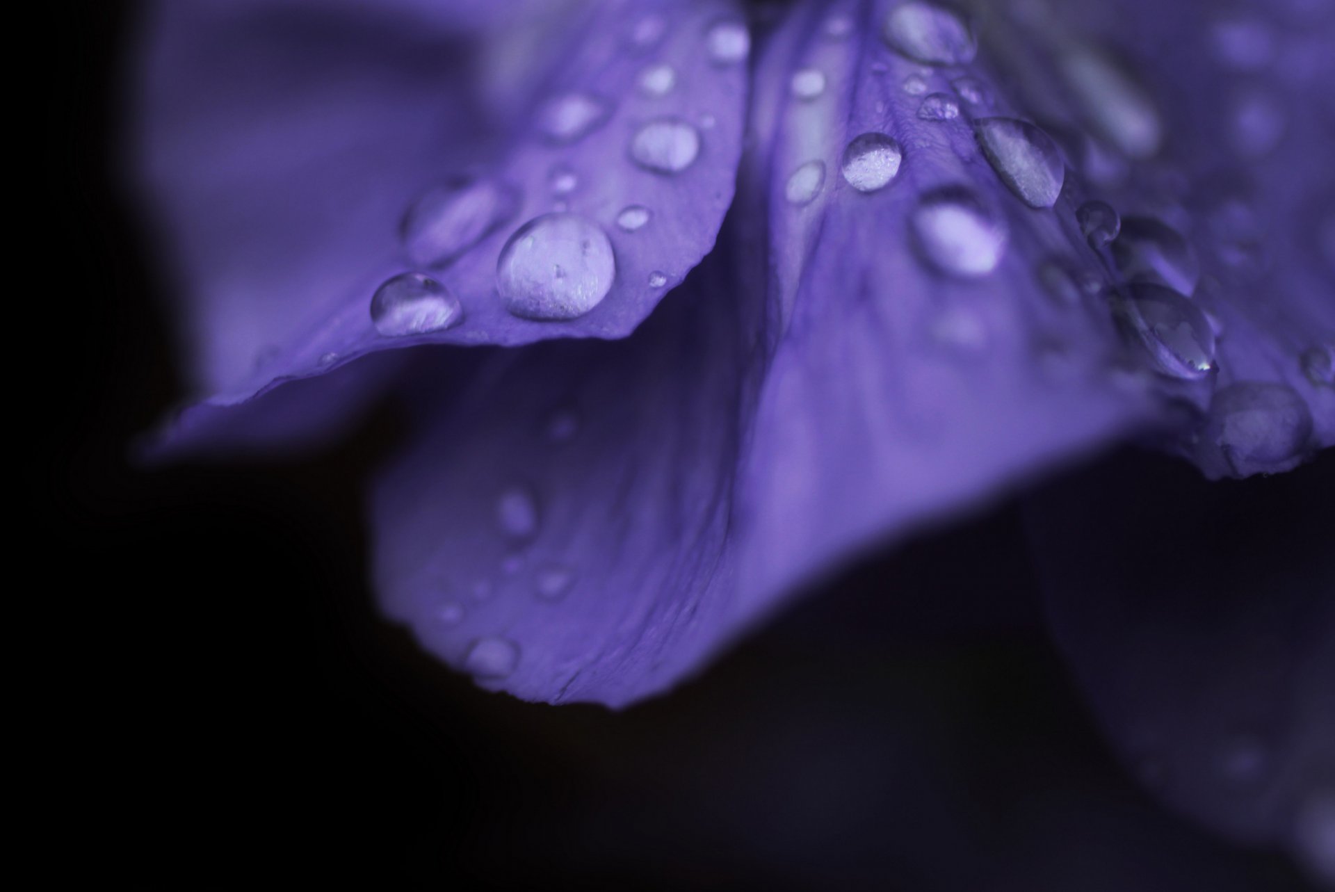 macro flor flor macro rocío gotas gota agua púrpura fondo flores rosa pétalos papel pintado pantalla ancha pantalla completa pantalla ancha pantalla ancha