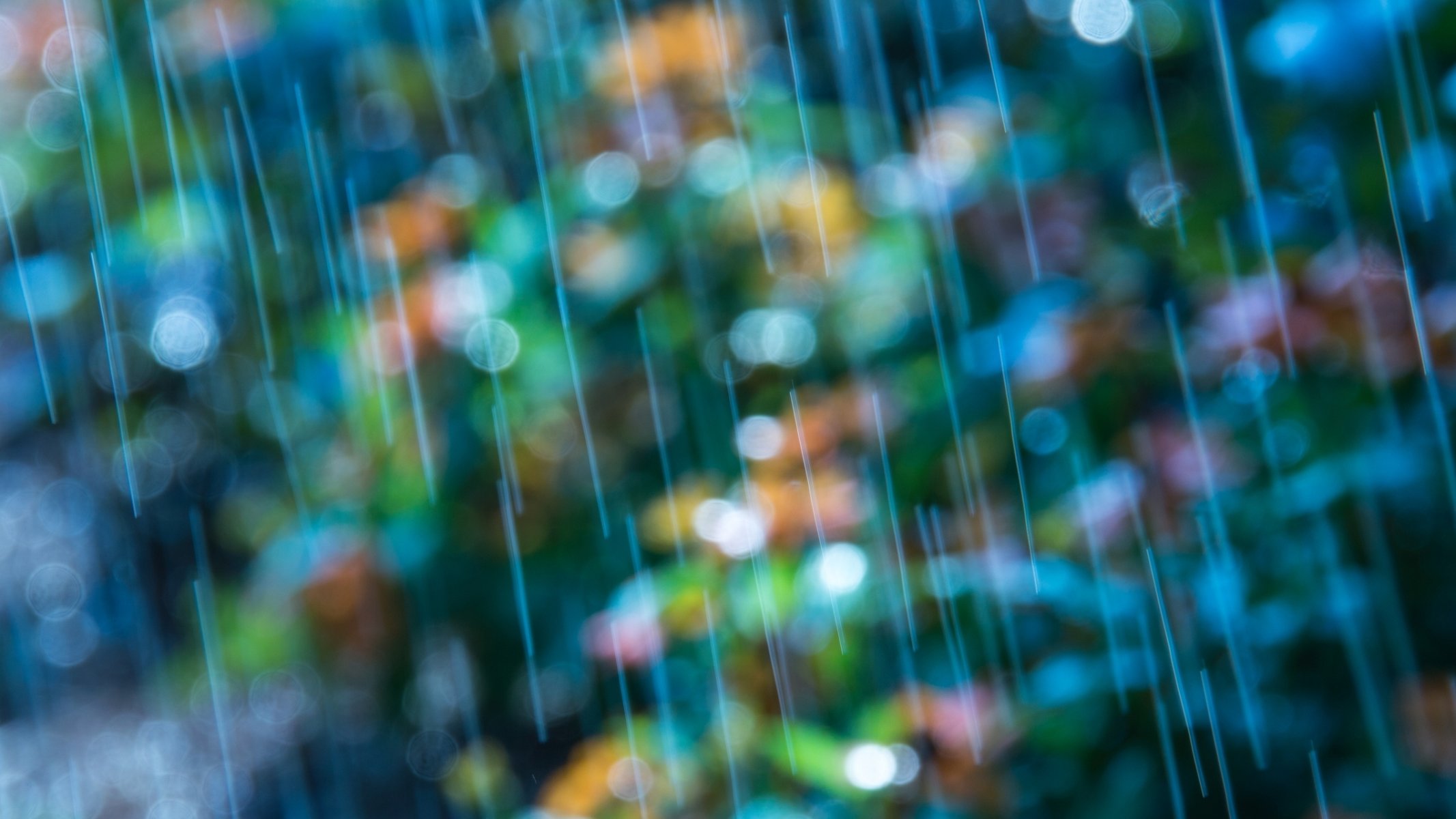 makro bokeh unschärfe blumen gefärbt blau regen hintergrund tapete widescreen vollbild widescreen widescreen