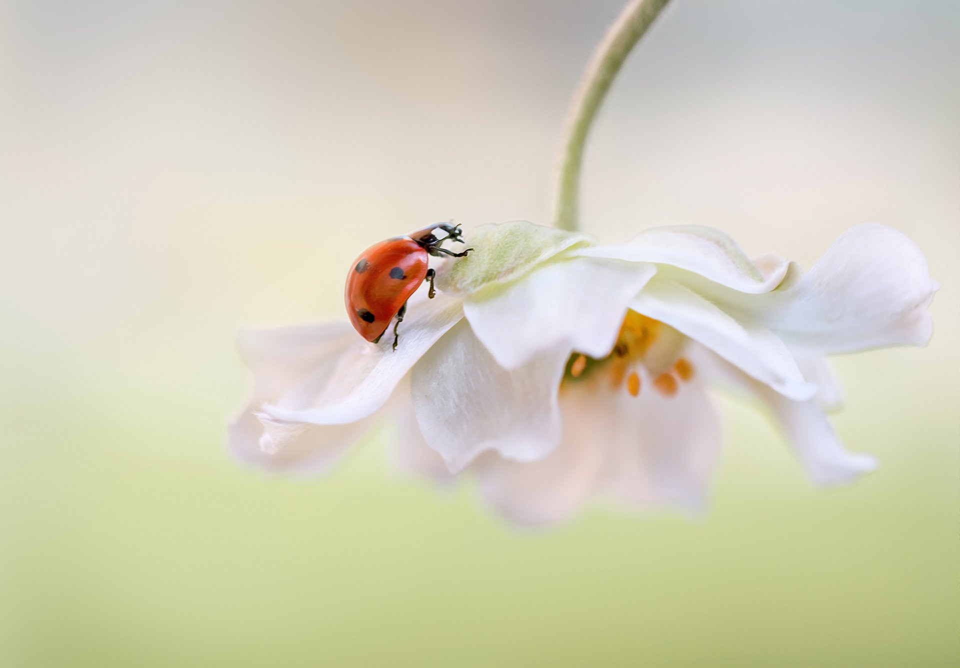 fiore bianco petali coccinella sfondo