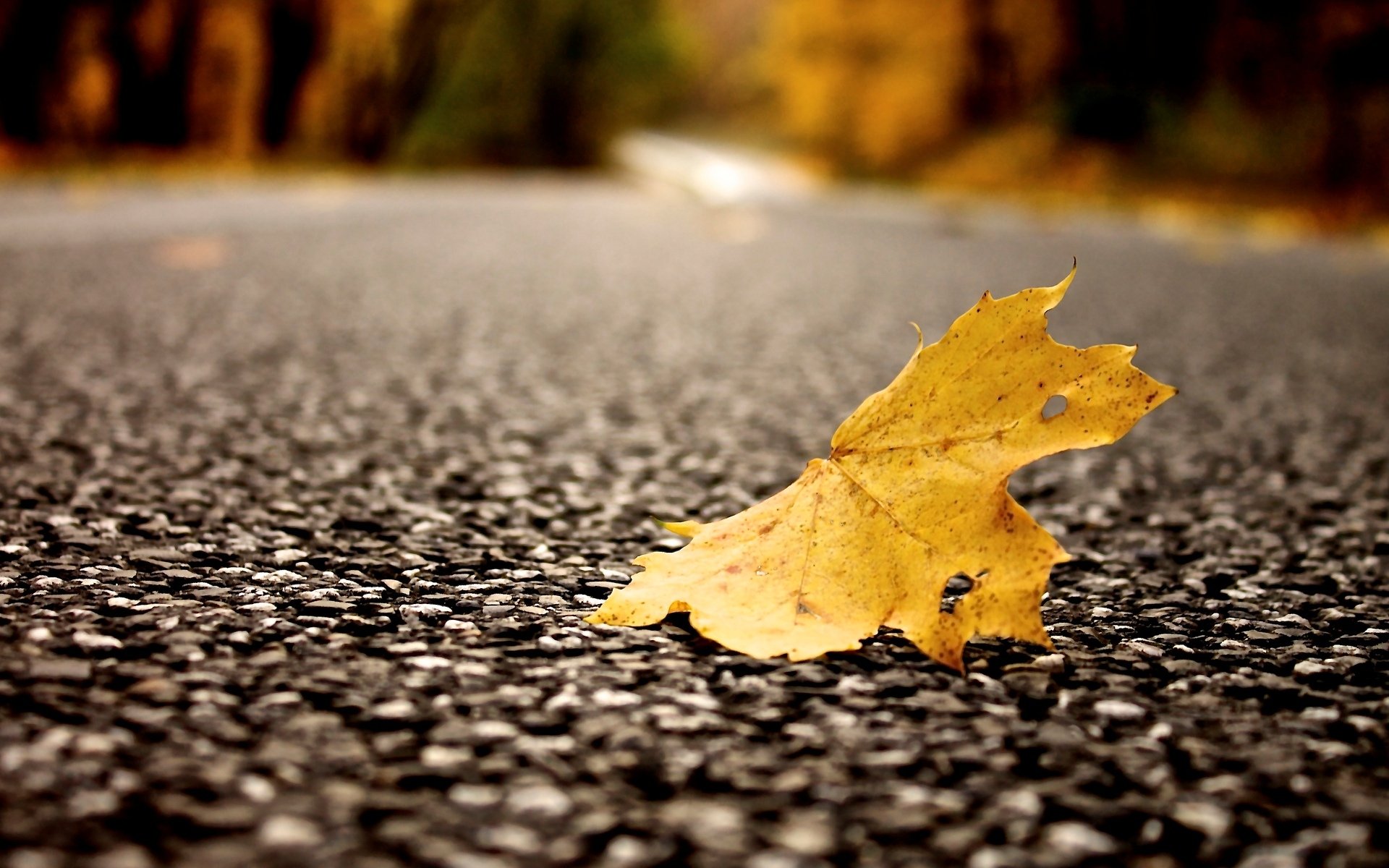 macro leaf leaf leaves yellow asphalt macro leave background wallpaper widescreen fullscreen widescreen widescreen