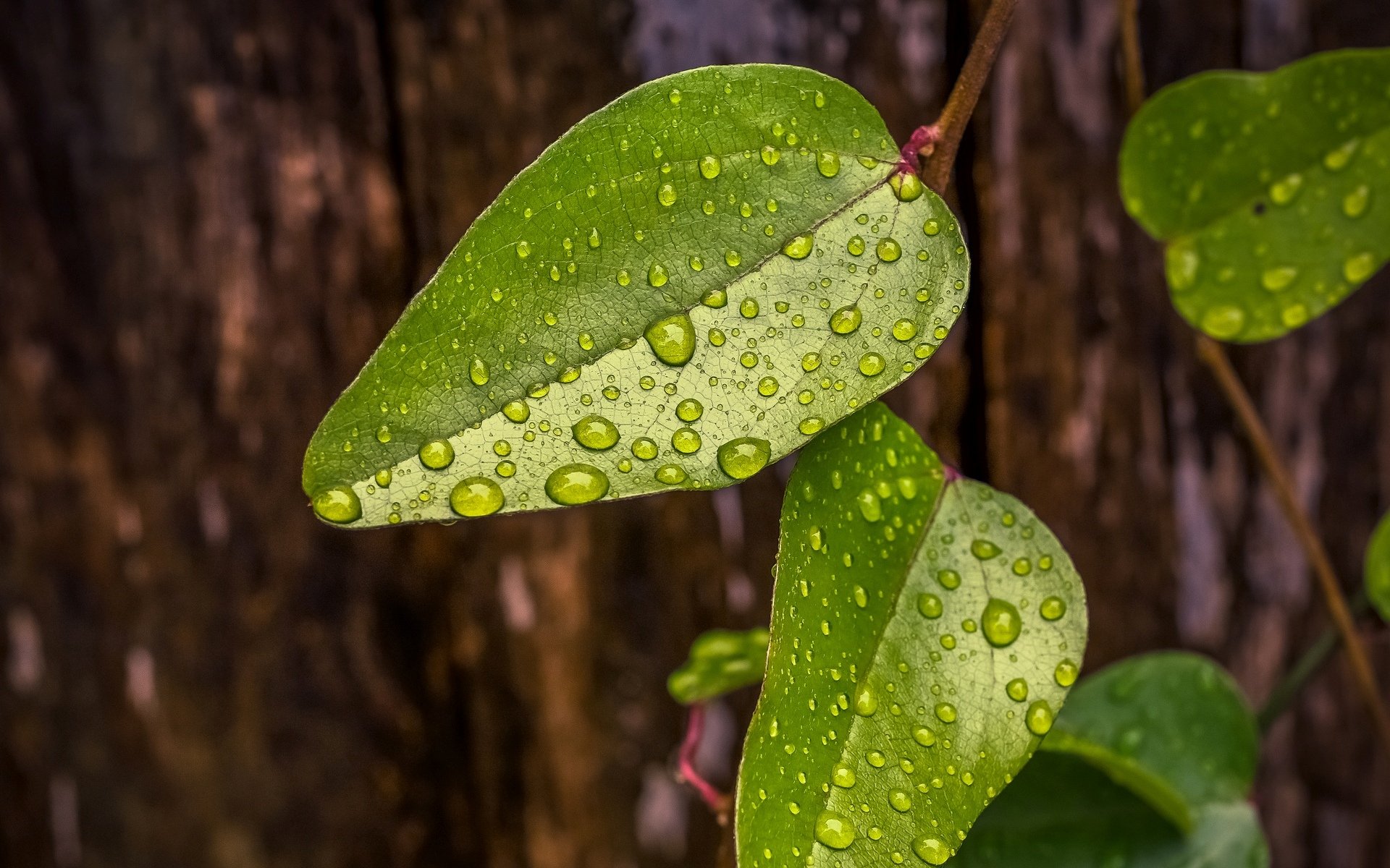 macro leaves leaves leaflet green dew water drops tree background wallpaper widescreen fullscreen widescreen widescreen