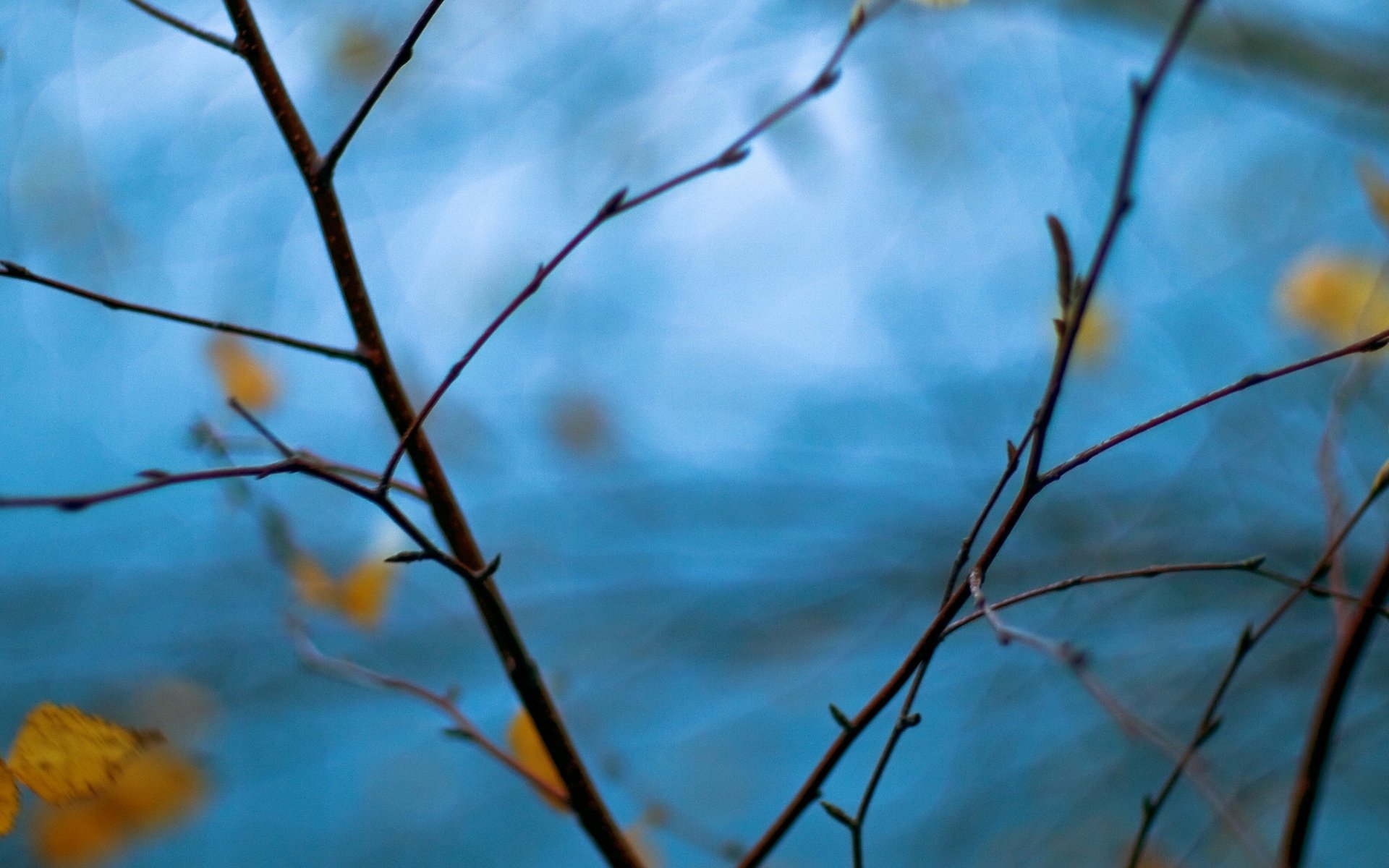 makro zweige zweig baum blätter blau unschärfe hintergrund tapete widescreen vollbild widescreen widescreen