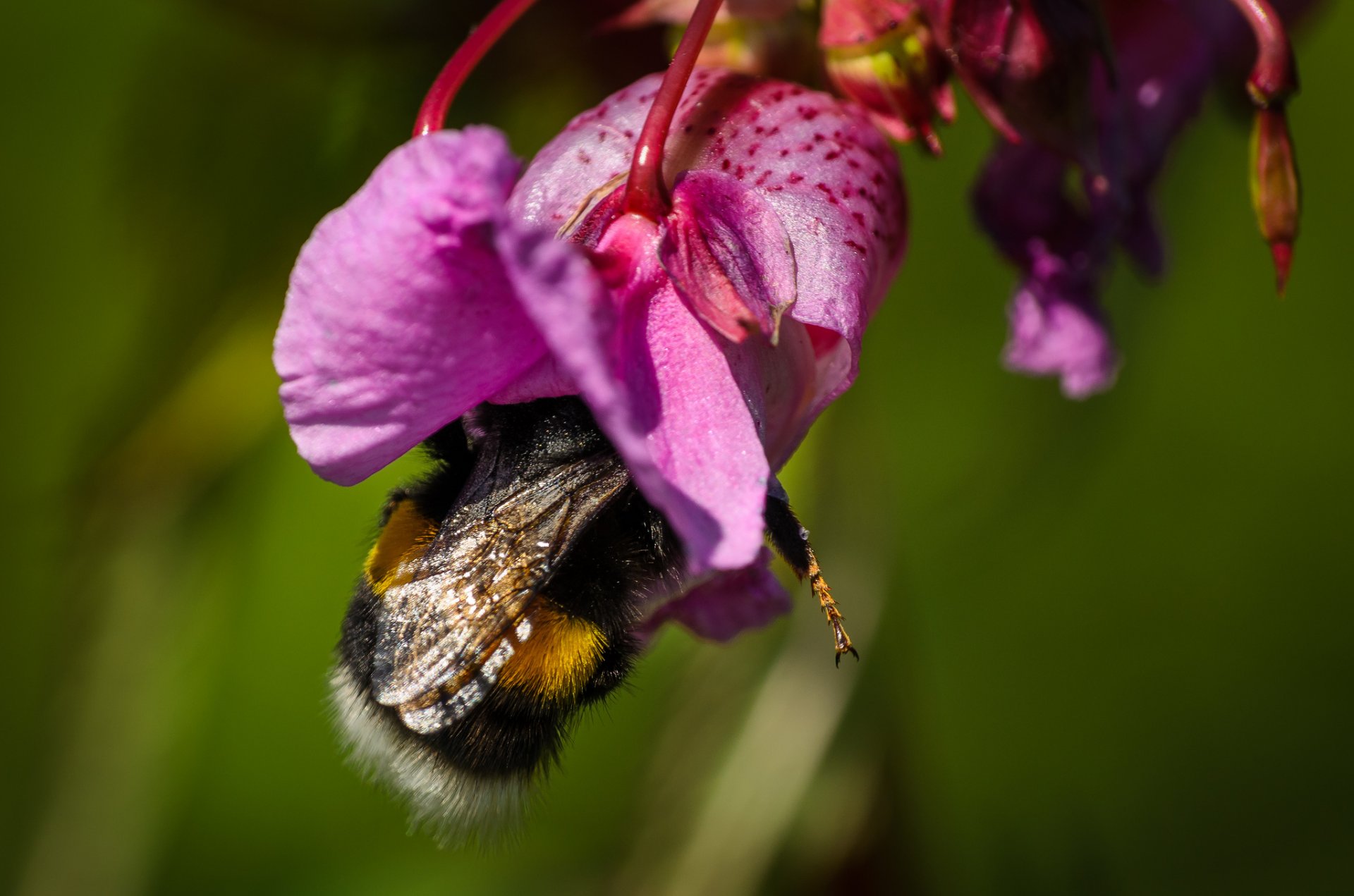 bourdon fleur gros plan nature