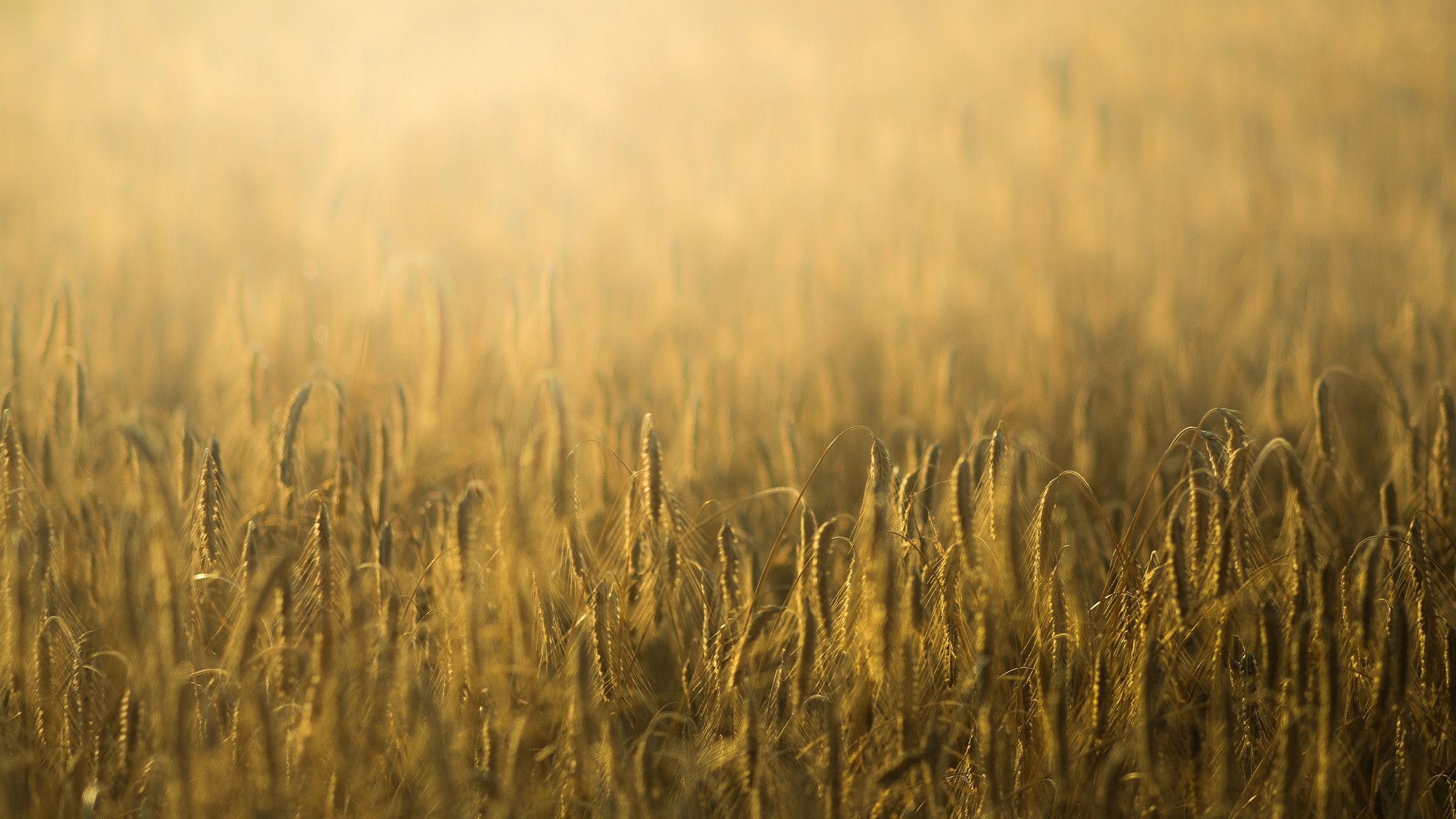 close up the field ears spikes spike rye wheat background wallpaper widescreen full screen hd wallpapers fullscreen