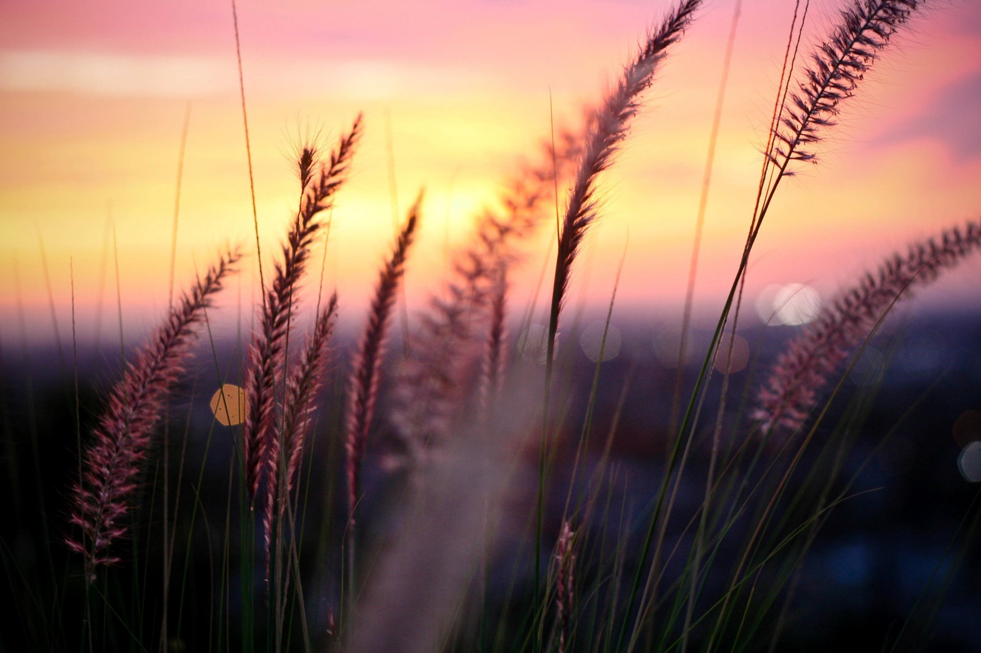 macro plant greenery sunset sun blur background nature tree trees leaves leaves foliage flowers flowers fence fence path path house sky clouds wallpaper widescreen fullscreen widescreen