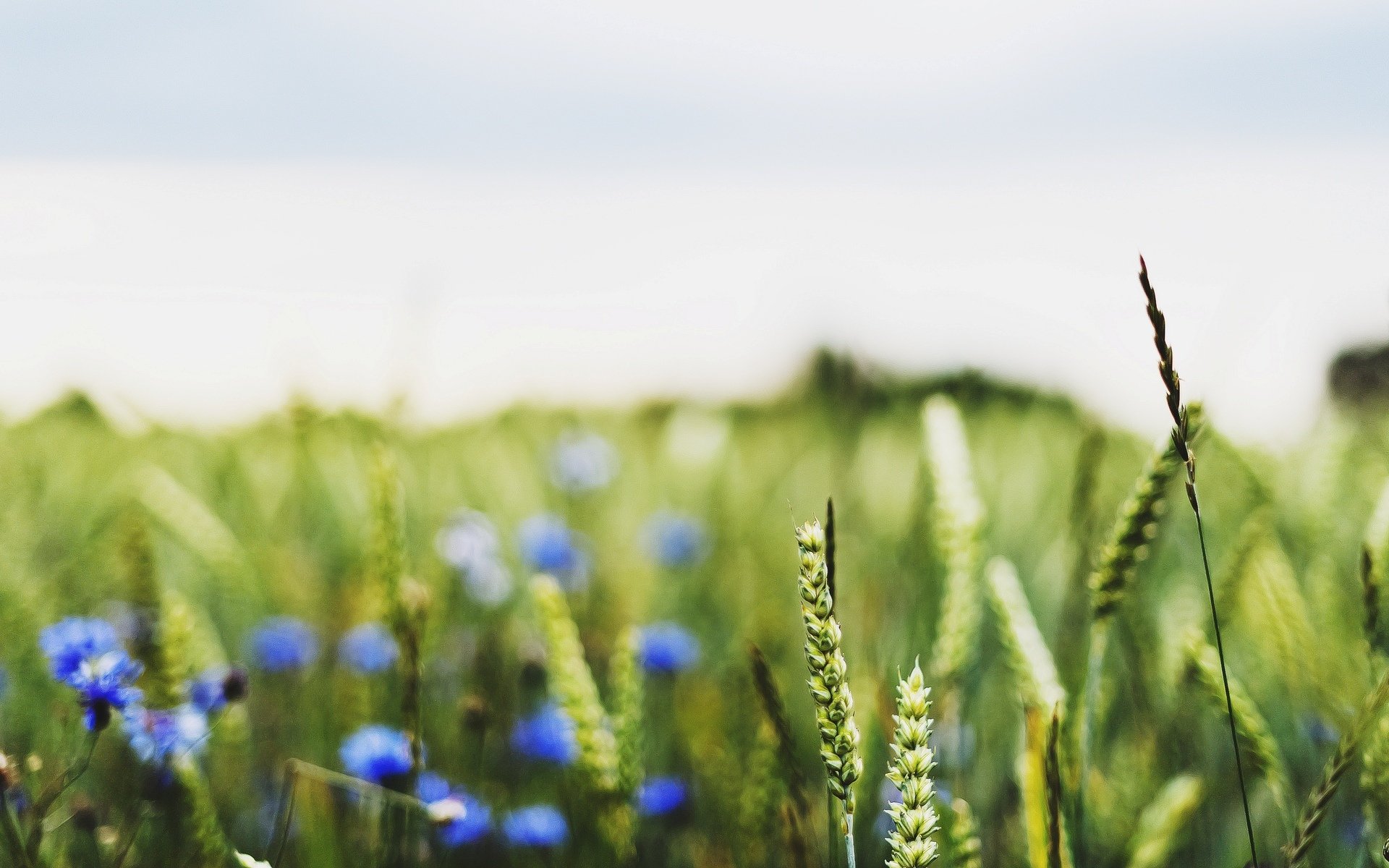 macro campo campi grano segale spighe spighette spighetta fiori fiori blu macro sfondo sfocatura carta da parati widescreen schermo intero widescreen widescreen