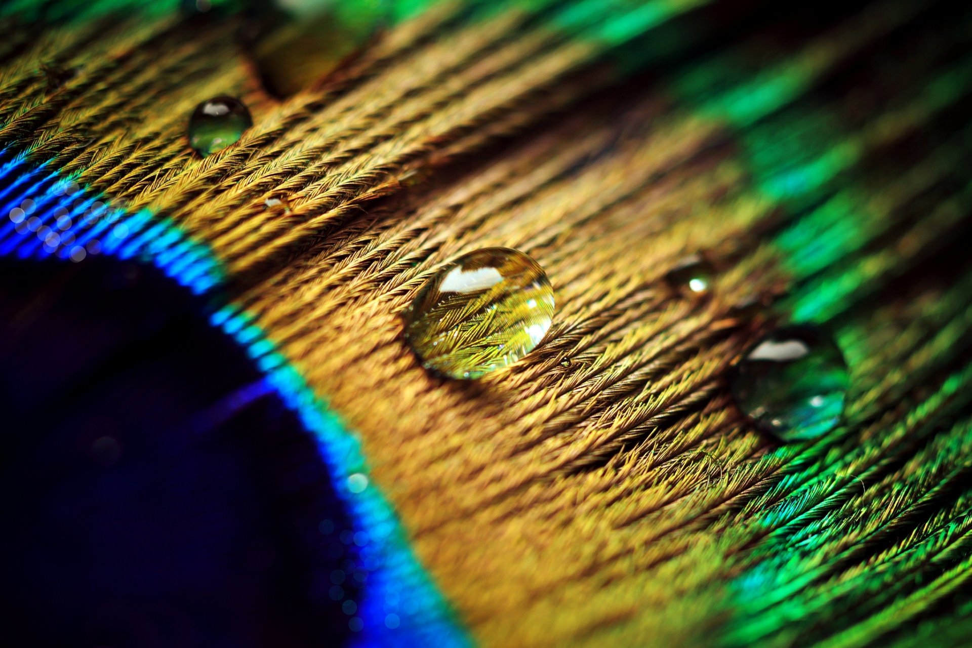 feather peacock drops water close up