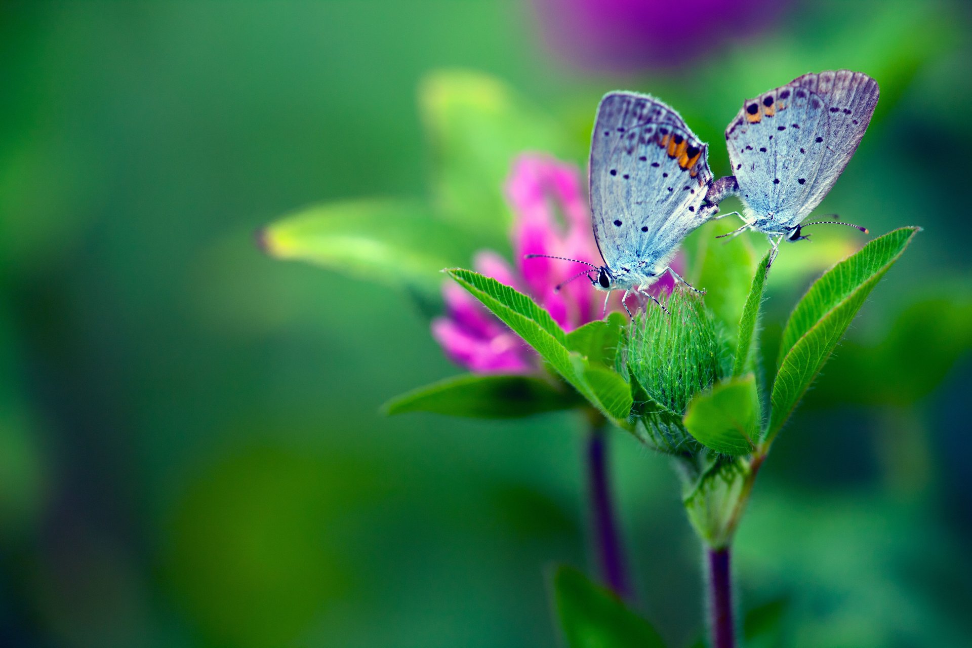 macro mariposa flor hojas de fondo verde