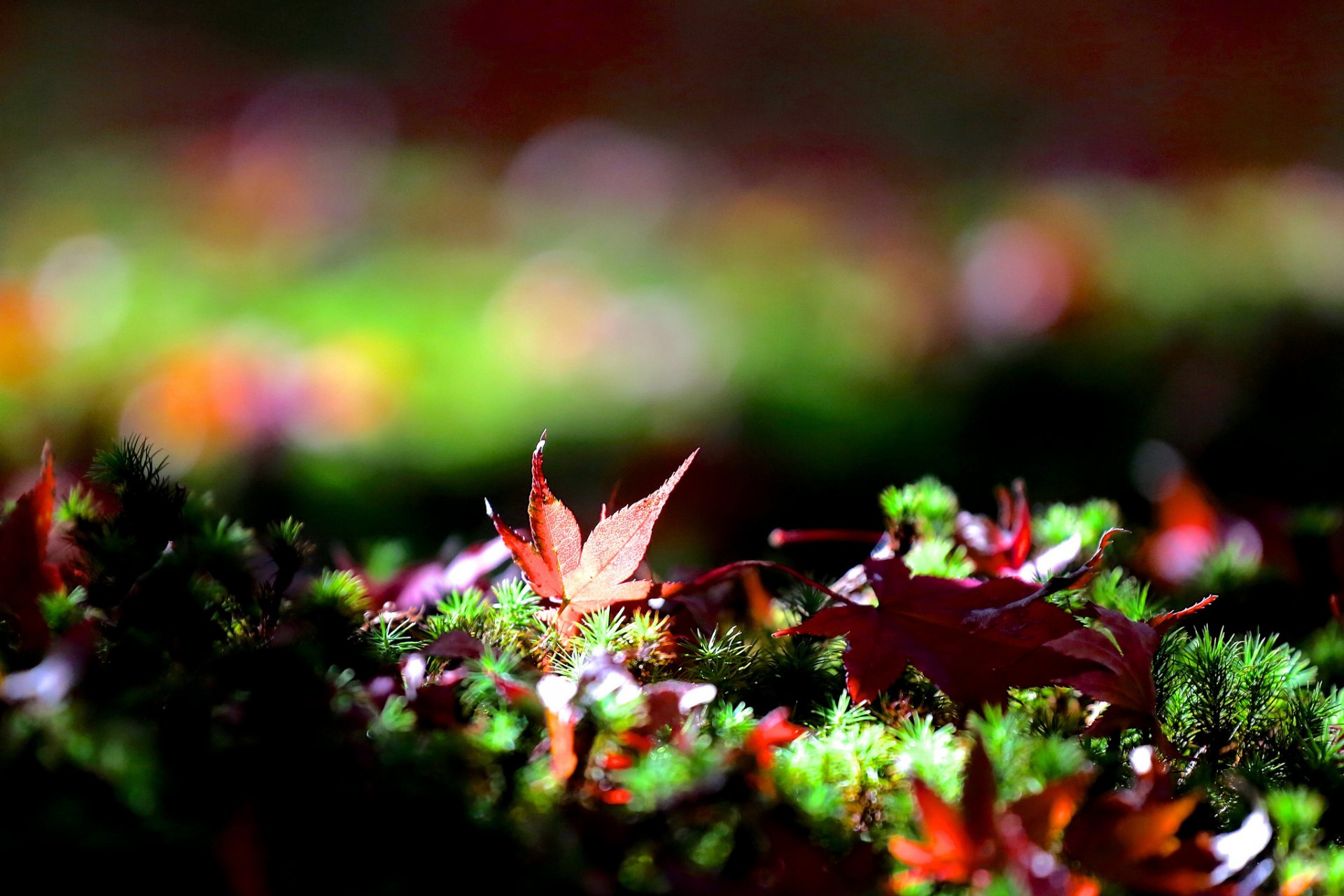 erba foglie autunno acero caduto bokeh