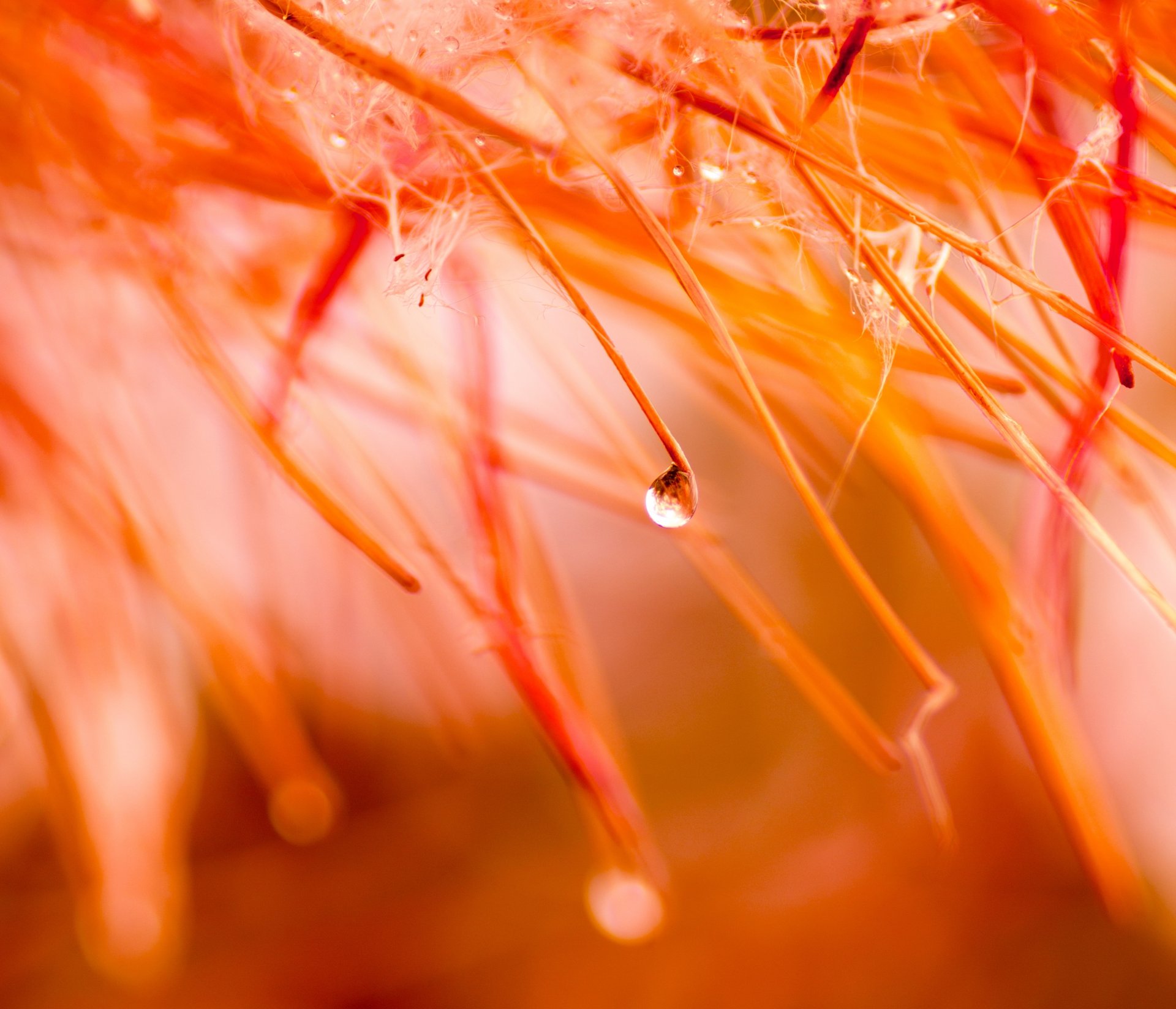 otoño gota agua lluvia colores macro