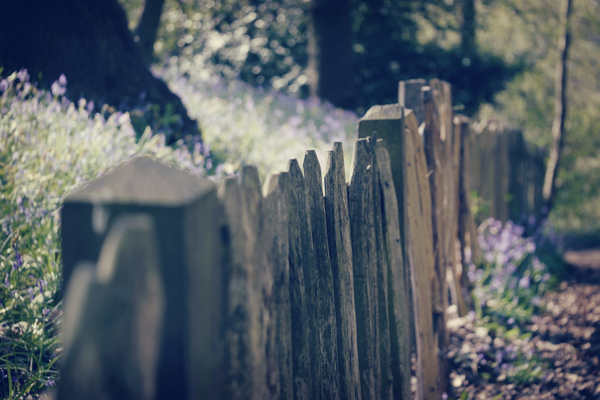 macro fence fence fencing boards flowers flowers background wallpaper widescreen fullscreen widescreen widescreen