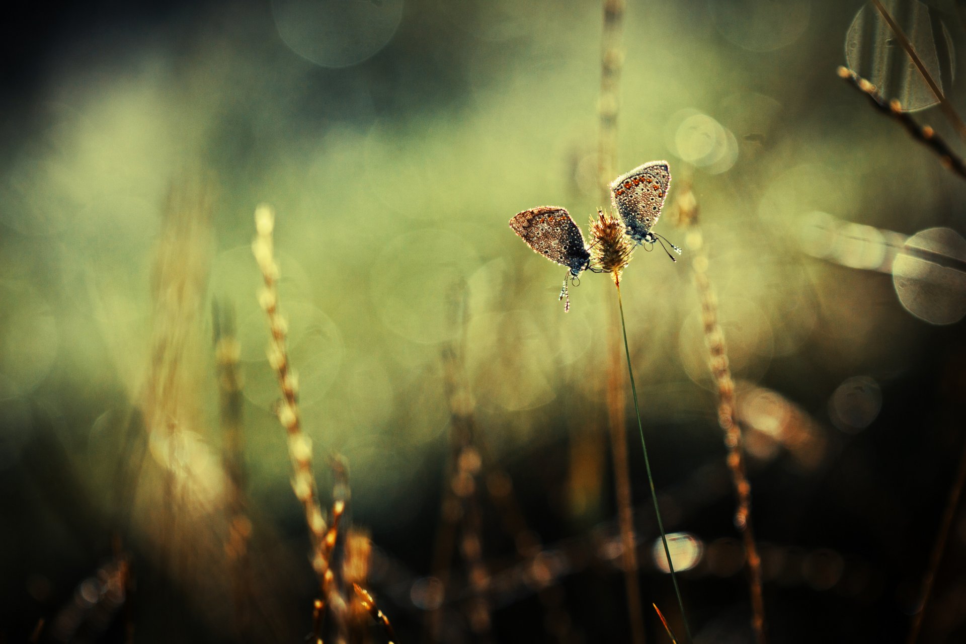 plants grass spike butterfly two reflections background