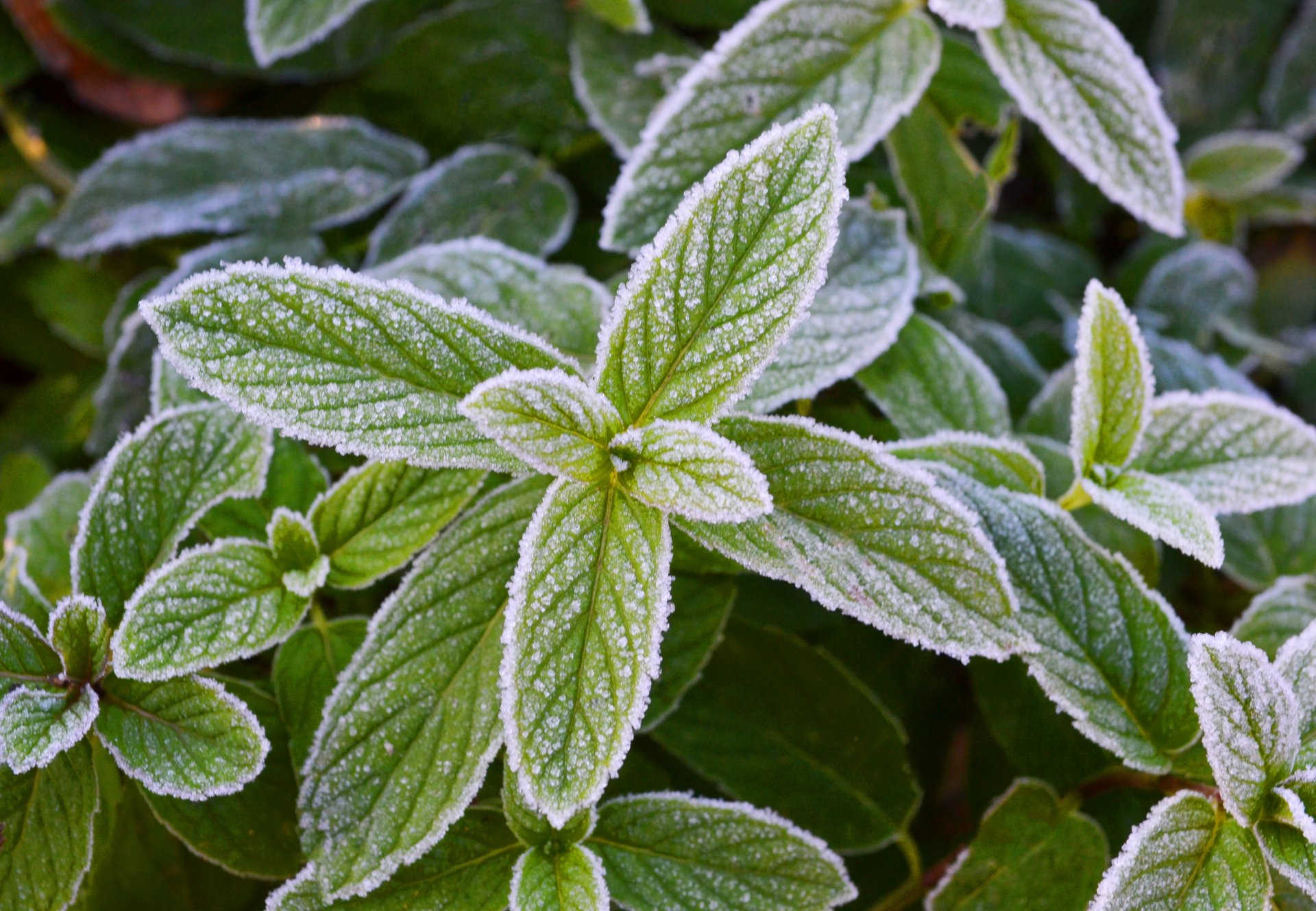 mint frost frost greenery frosty mint freshness frost coolne