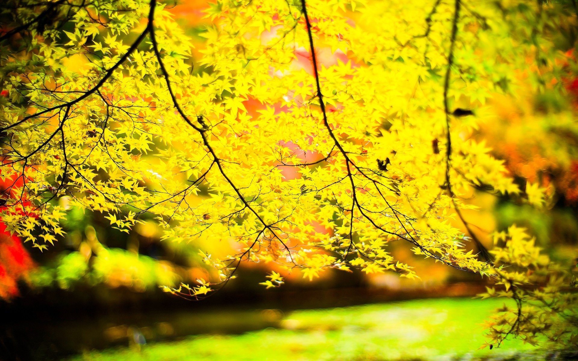 macro hojas hojas amarillo árbol árboles dejar ramas sol desenfoque fondo papel pintado pantalla ancha pantalla completa pantalla ancha pantalla ancha