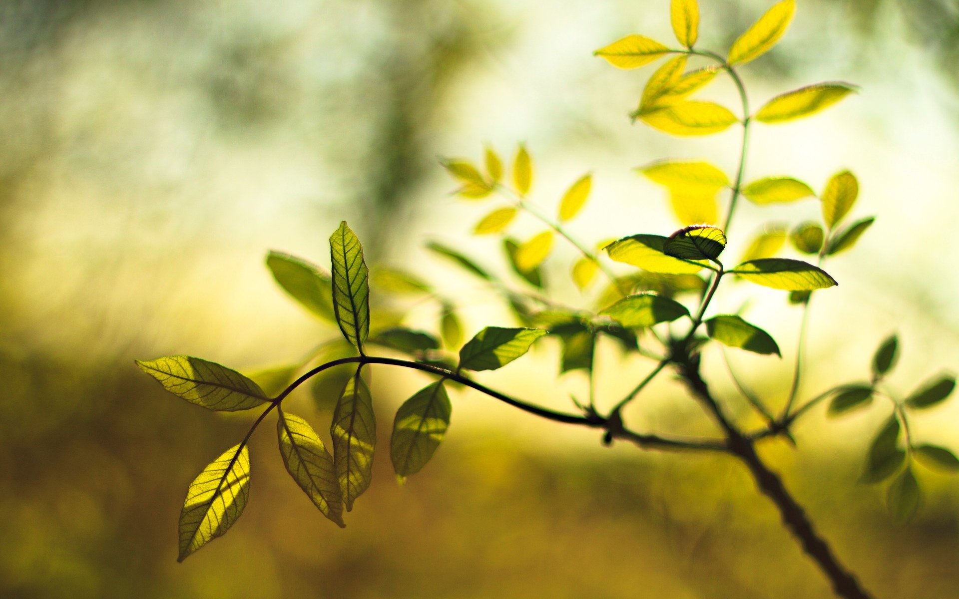 macro foglia foglia foglie verde pianta sfocatura sfondo macro foglie carta da parati widescreen schermo intero widescreen