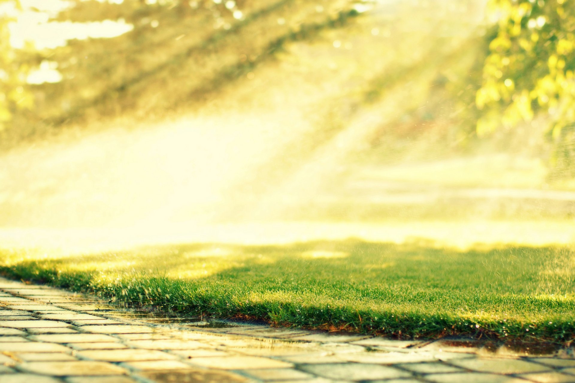 strada pavimentazione erba prato rugiada gocce sole raggi mattina natura alberi verde