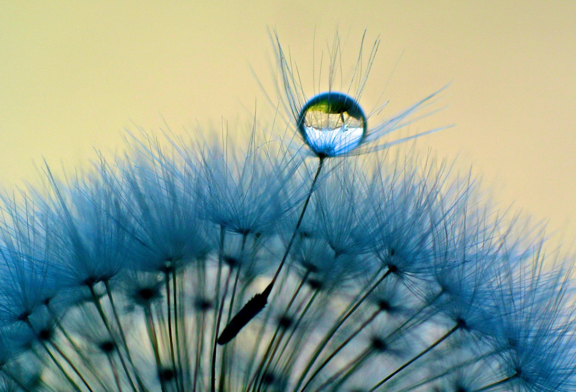 macro pissenlit macro goutte rosée eau bleu fond papier peint écran large plein écran écran large écran large