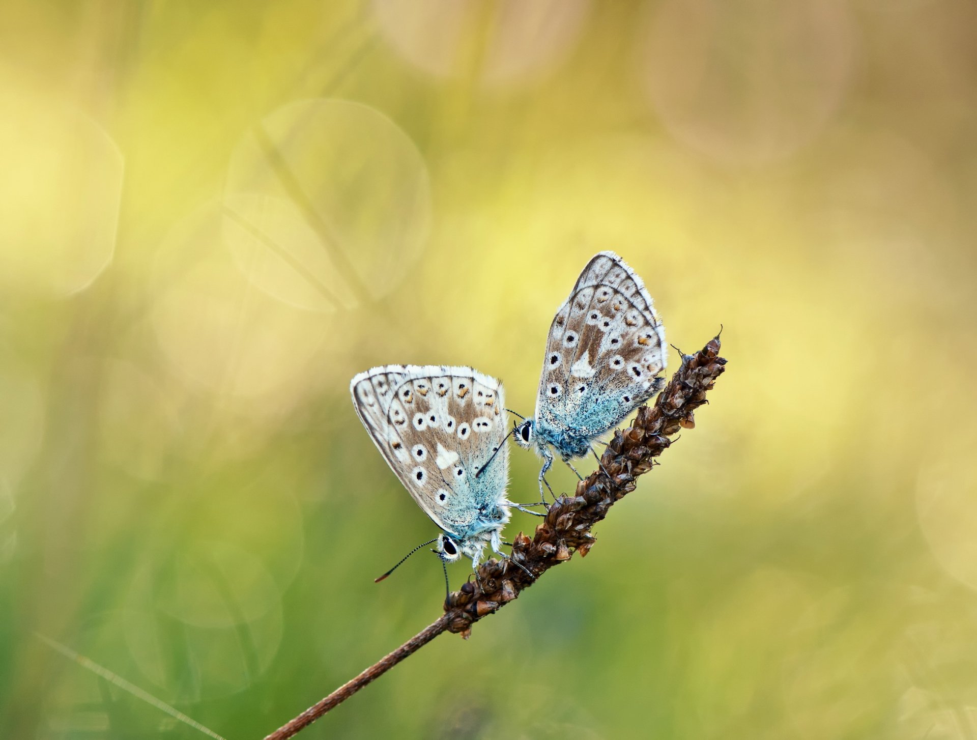 plant spike butterfly two reflections background