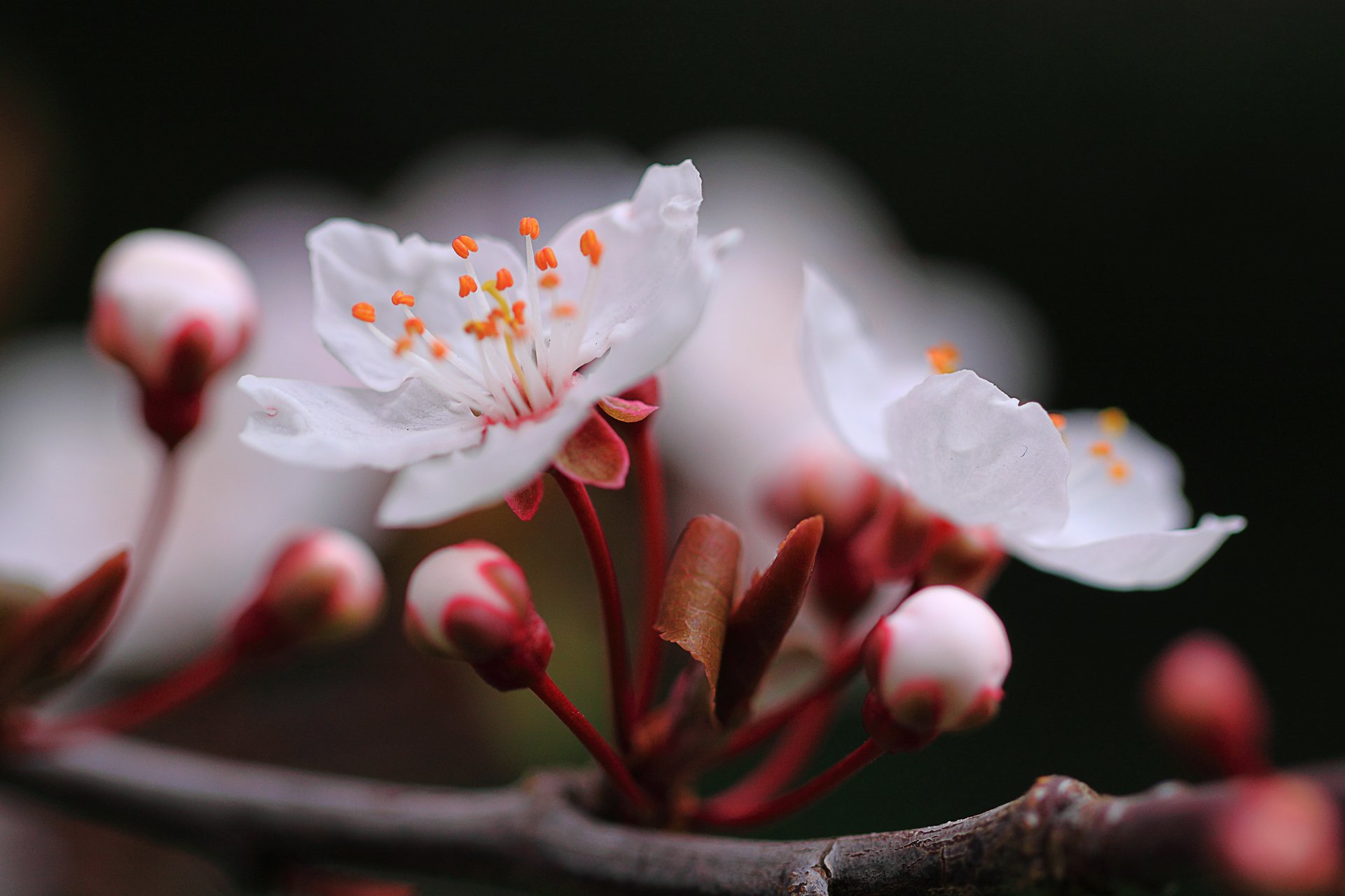 gros plan branche fleurs cerise printemps