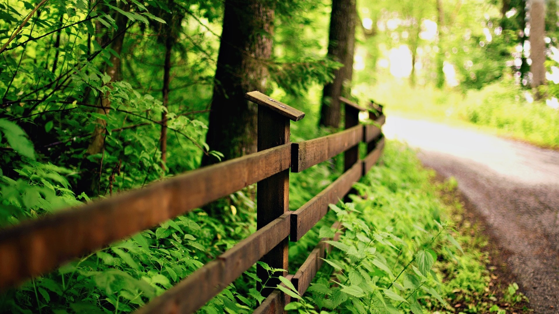 macro fence fence fencing leaves leaves leaves greenery nature tree trees path path background macro wallpaper widescreen fullscreen widescreen widescreen